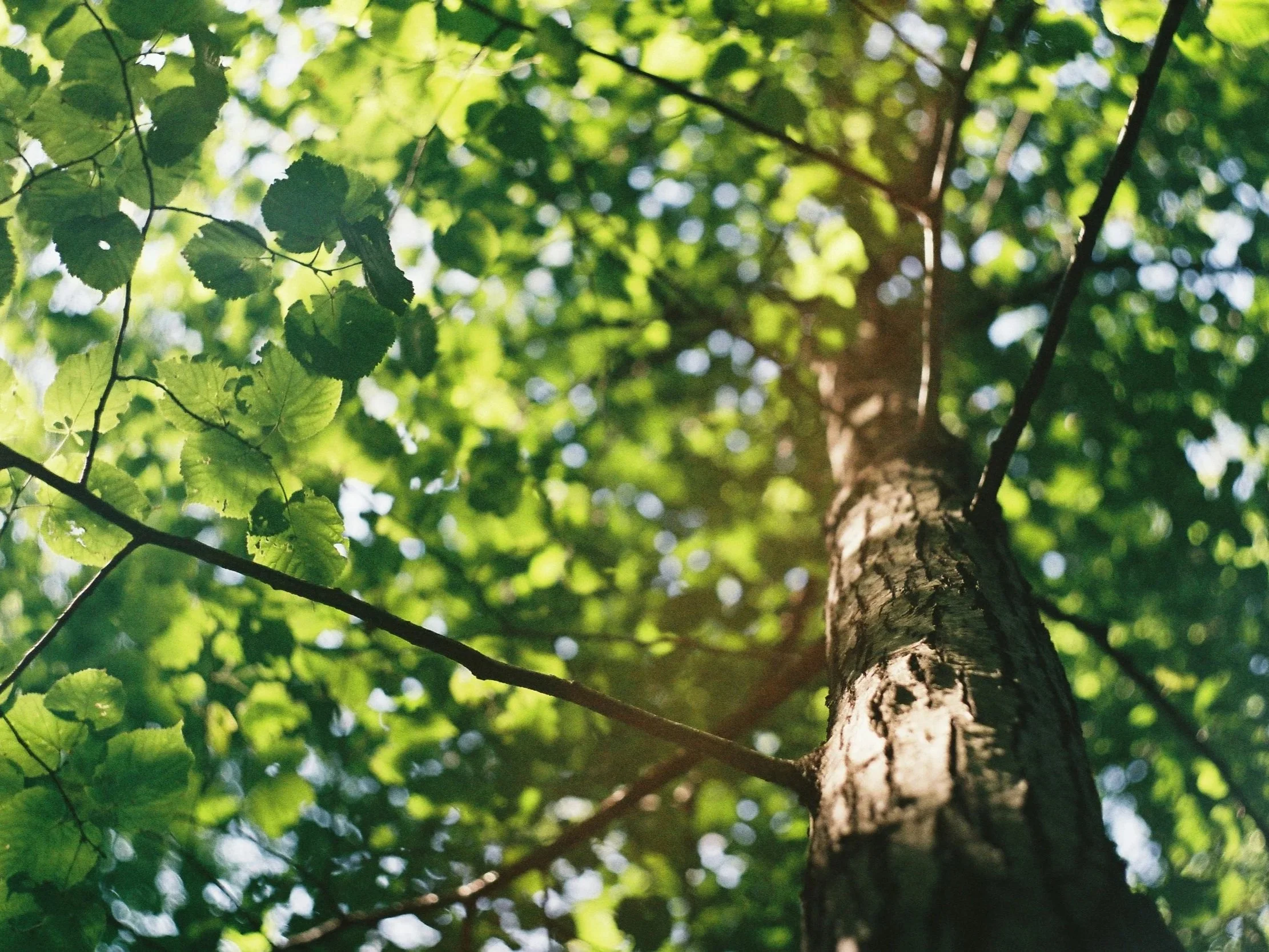 Sunlight shining through the leaves of a young tree growing upward, representing early tree growth during the first year after planting.