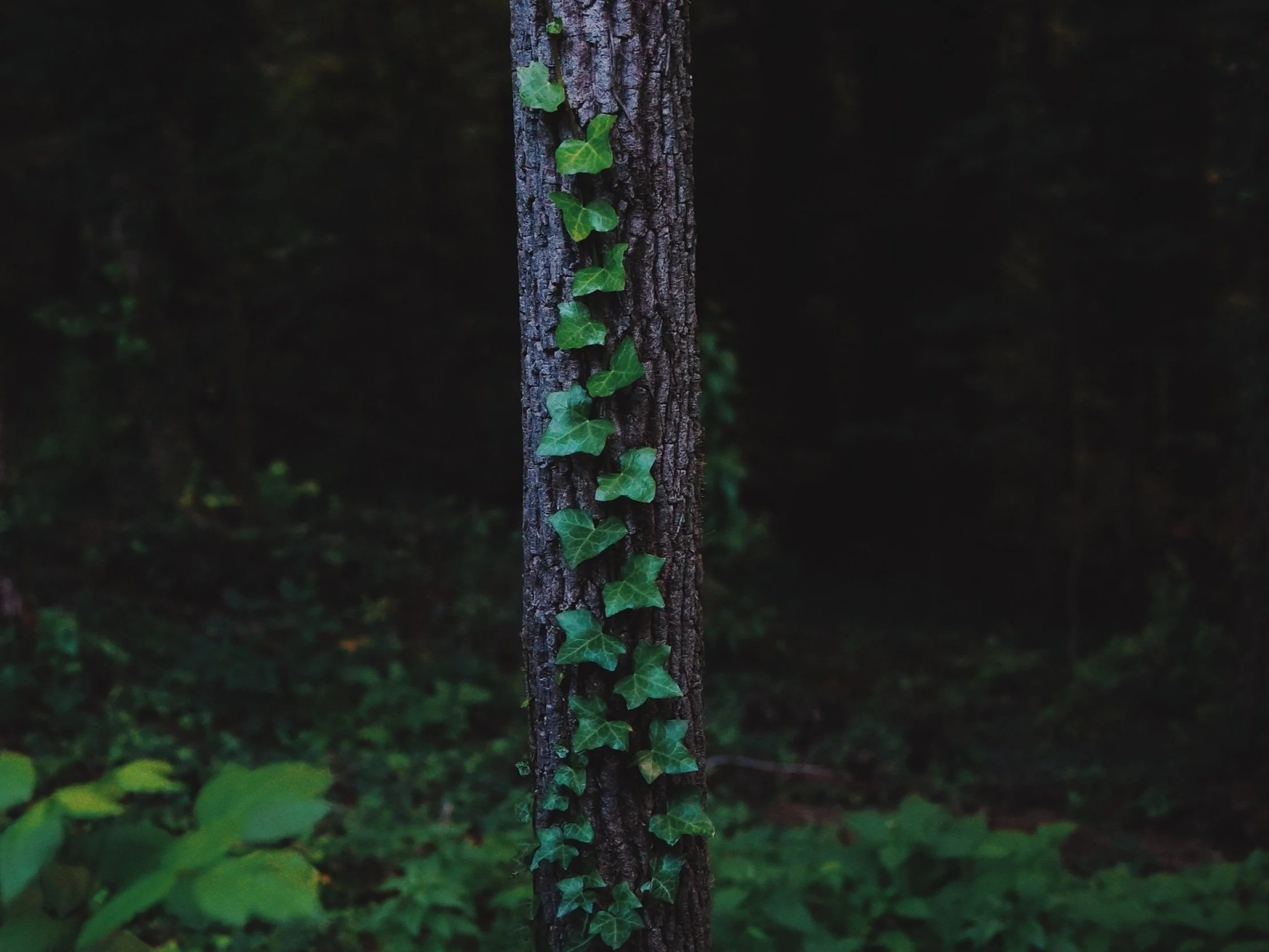 Close-up of ivy growing gently up a tree trunk in a quiet forest.