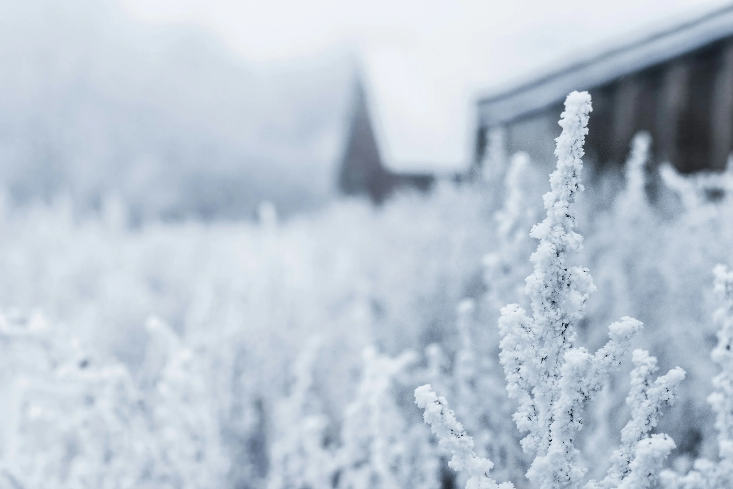 Frost-covered wild plants in an Irish winter landscape, showing how leaving vegetation untouched supports wildlife survival in cold months.