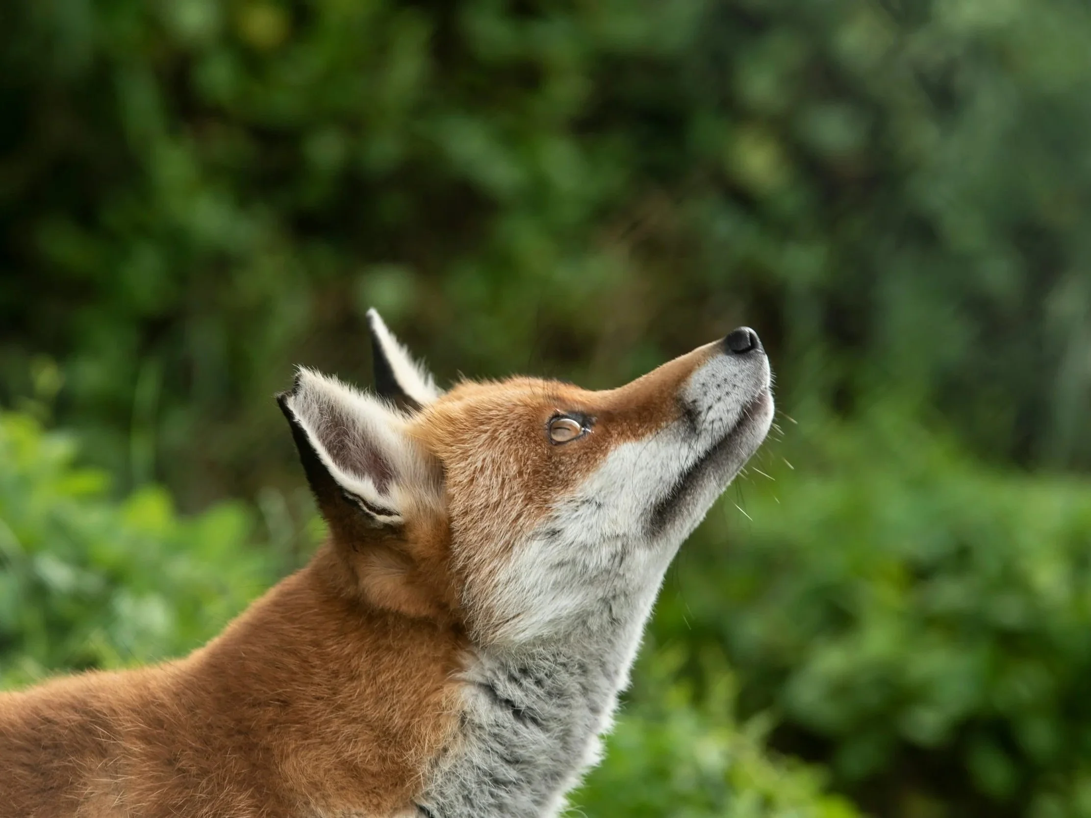 A red fox standing in a woodland clearing, looking upward with alert ears, surrounded by soft green vegetation.