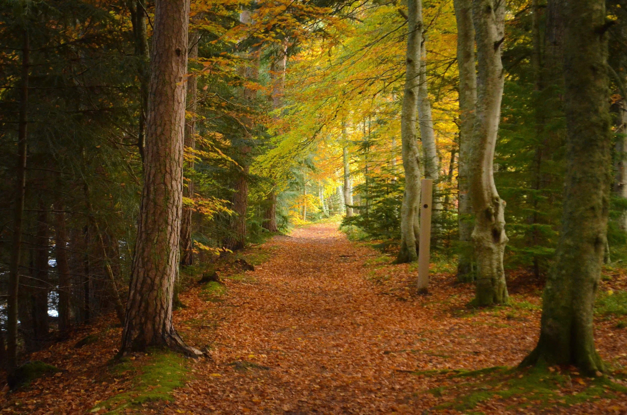 Leaf-covered forest path surrounded by tall trees in autumn.