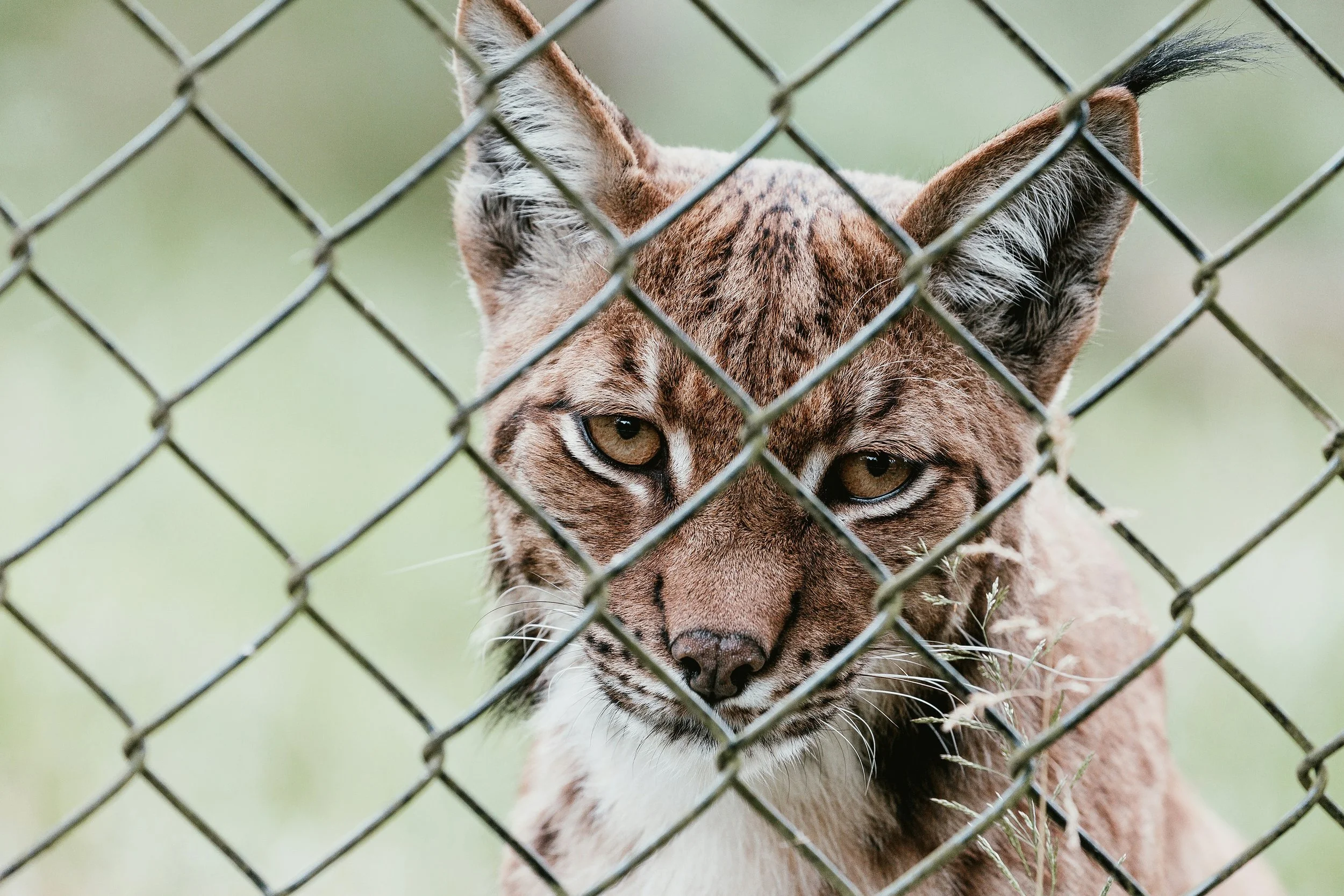 Lynx behind wire fence in zoo enclosure, representing captive breeding programs and wildlife conservation in captivity.