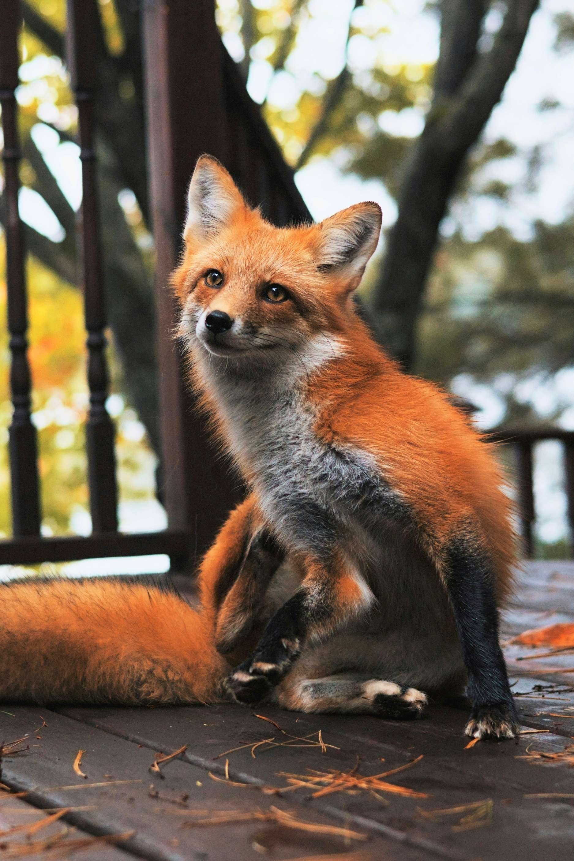 red-fox.jpg