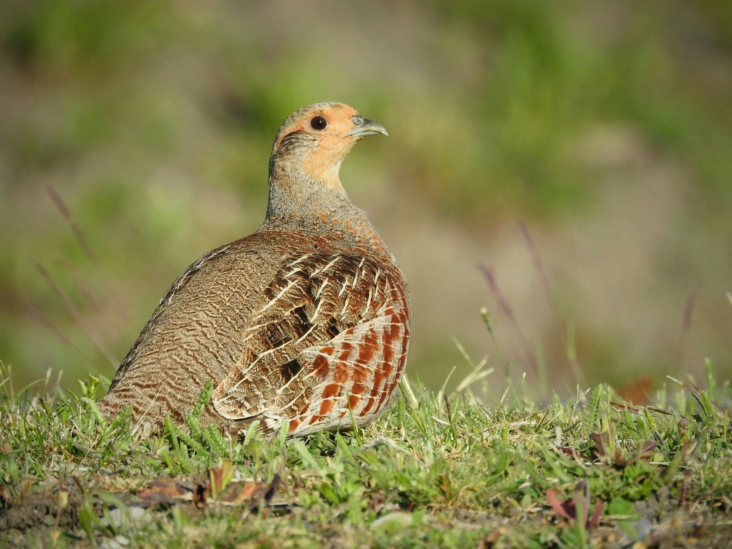 A gray partridge sitting on grassy ground with detailed feathers.