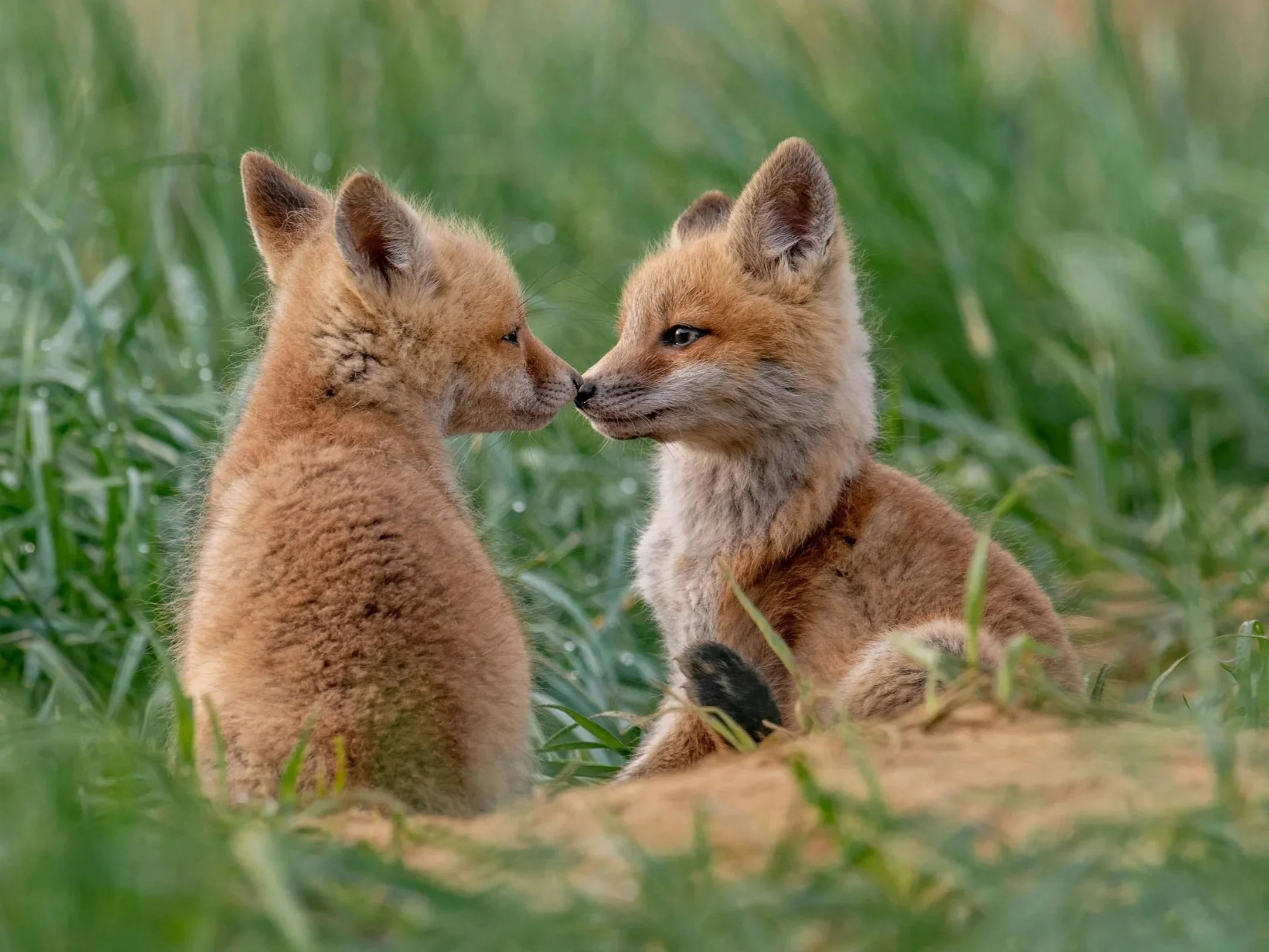 Two fox cubs facing each other in grass, demonstrating emotional awareness, social bonding, and early empathy as examples of emotional intelligence beyond humans.