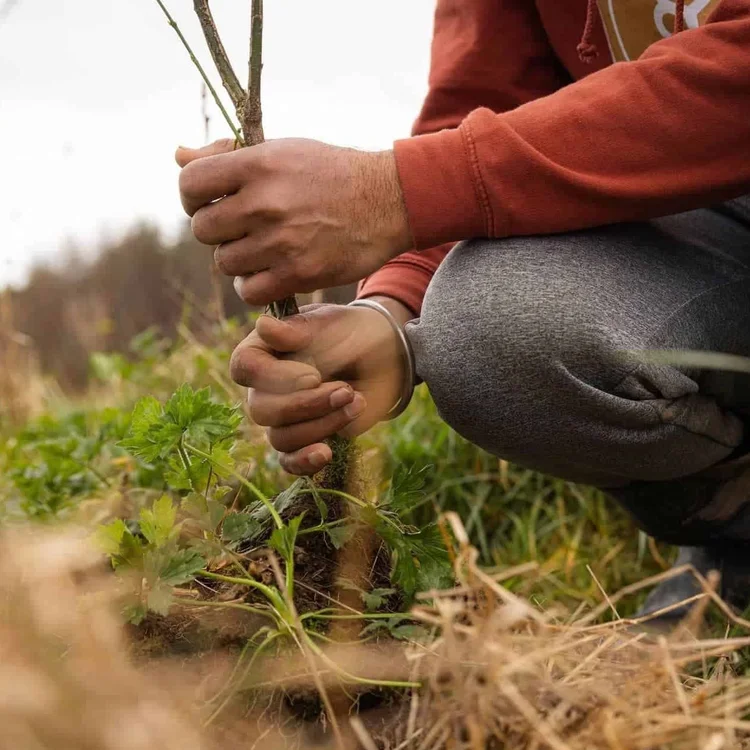 Plant or Gift Irish Trees 1 Million Already Planted Join The Nation!