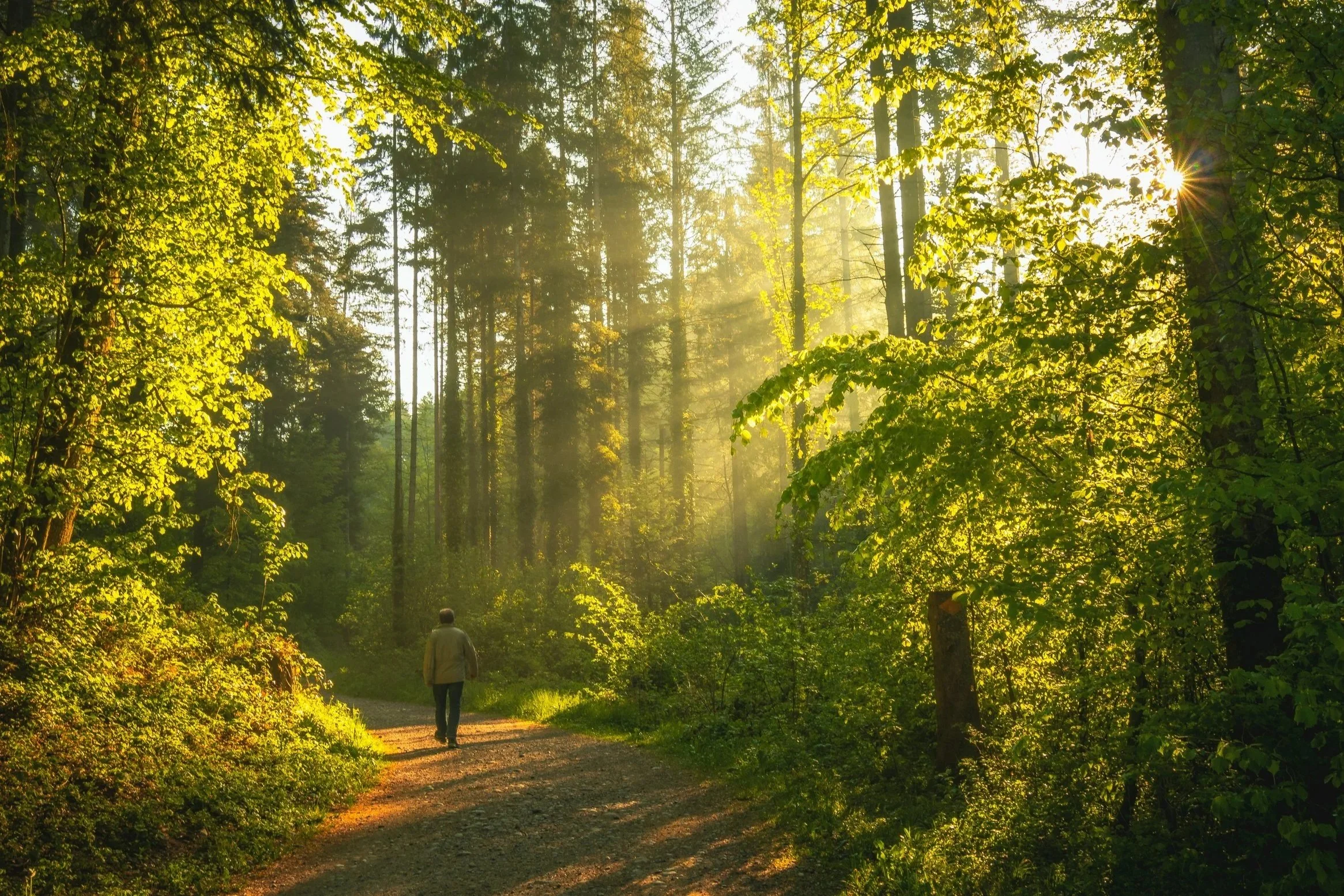 Person walking alone on a forest path with sunlight streaming through green trees.