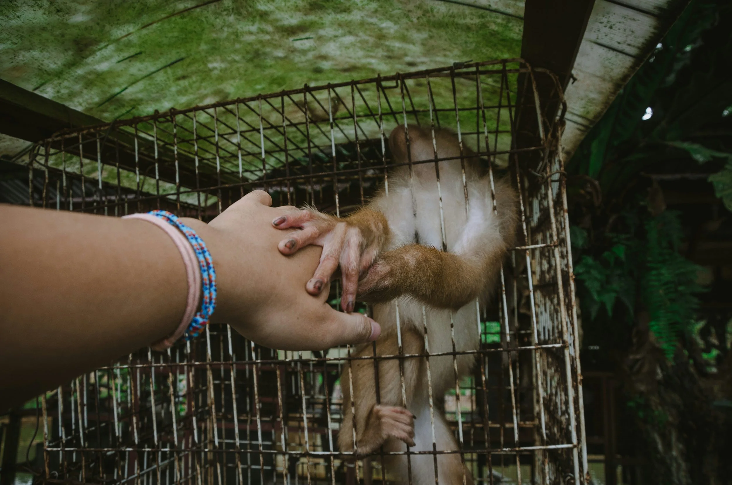 Captive monkey reaching through a cage to hold a human hand, highlighting the moral cost of illegal animal trafficking and wildlife exploitation.