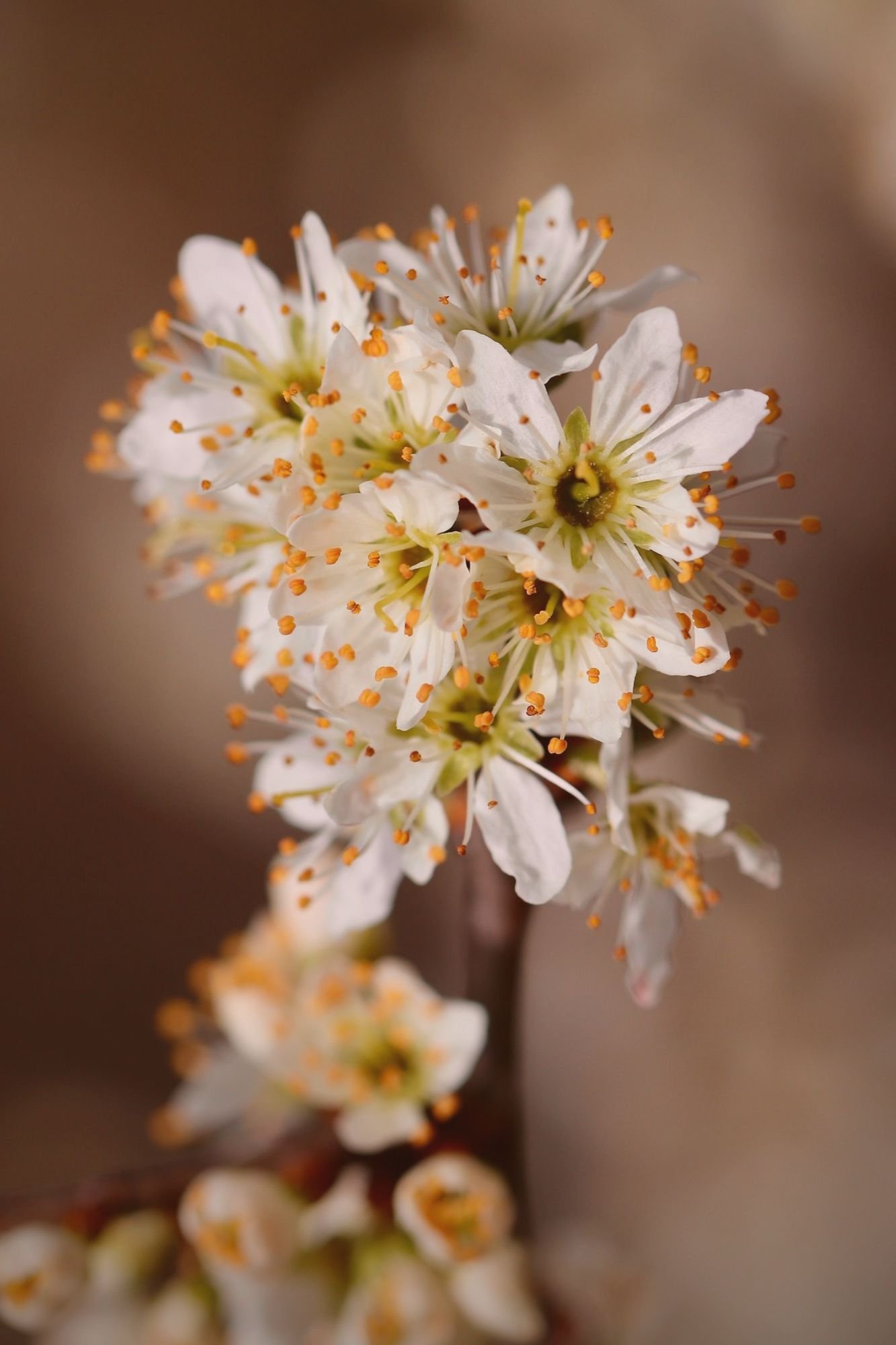 blackthorn-flowers.jpg