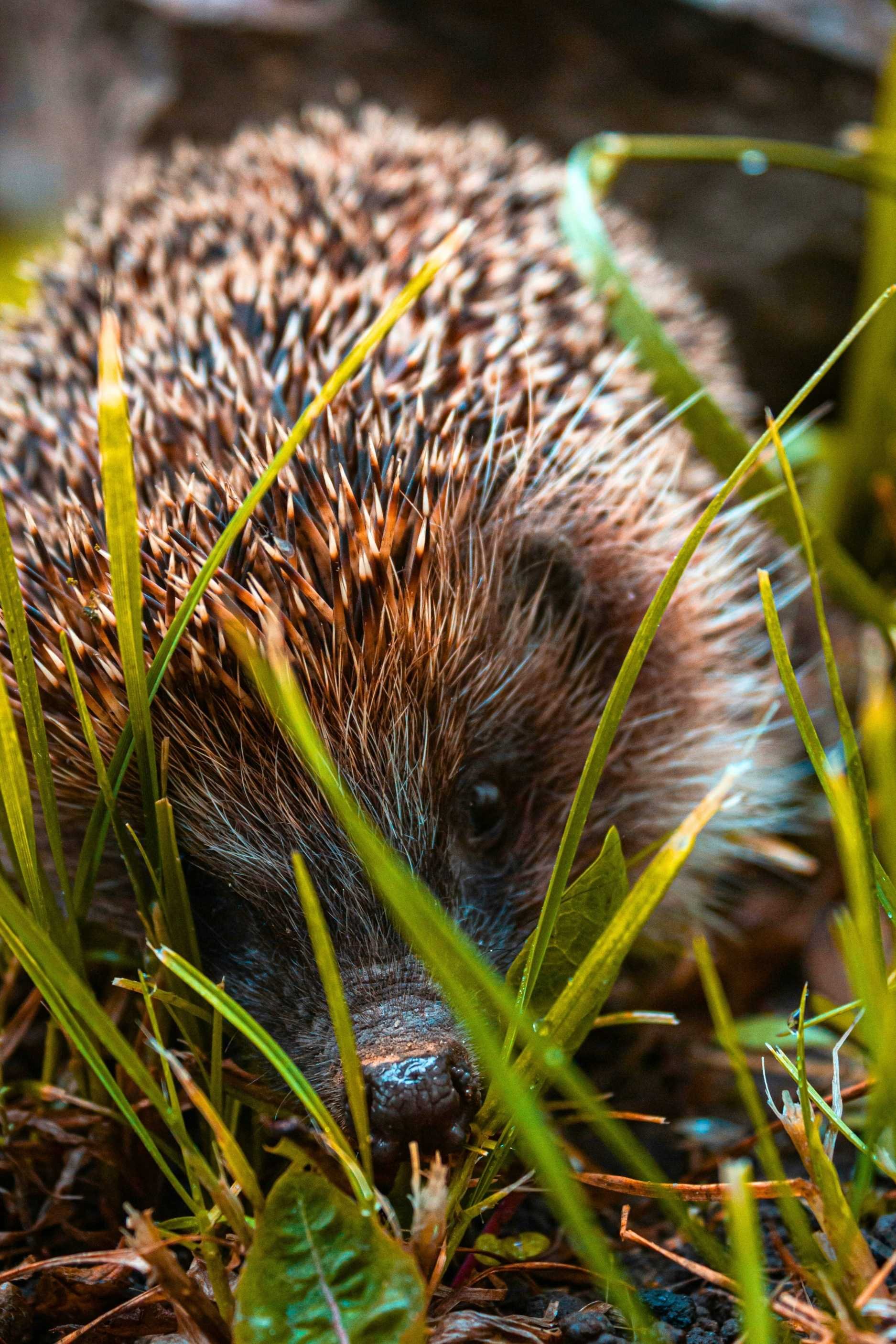 hedgehog.jpg
