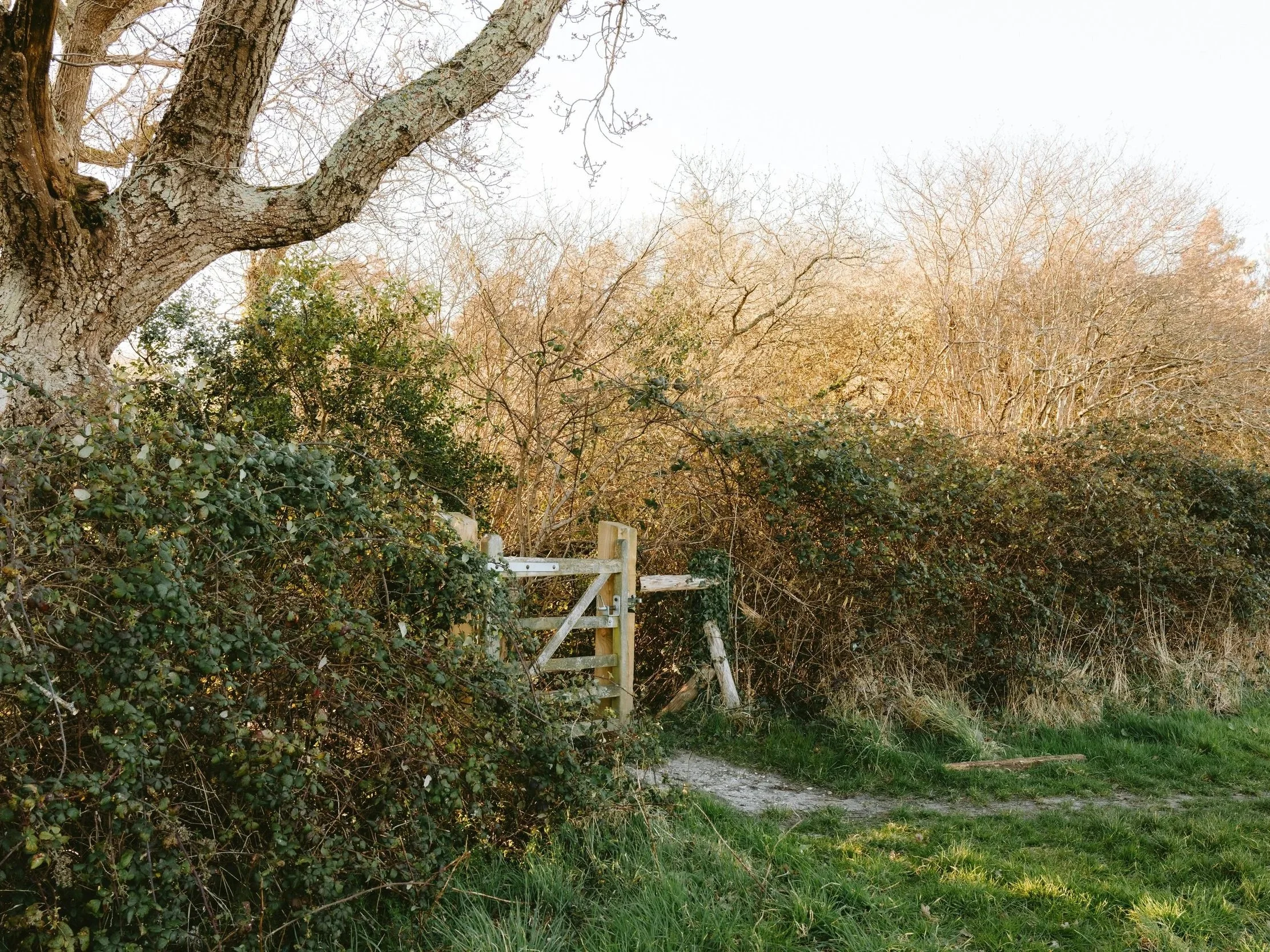 Hawthorn hedgerow forming a living boundary along a rural Irish path, supporting biodiversity and wildlife movement.