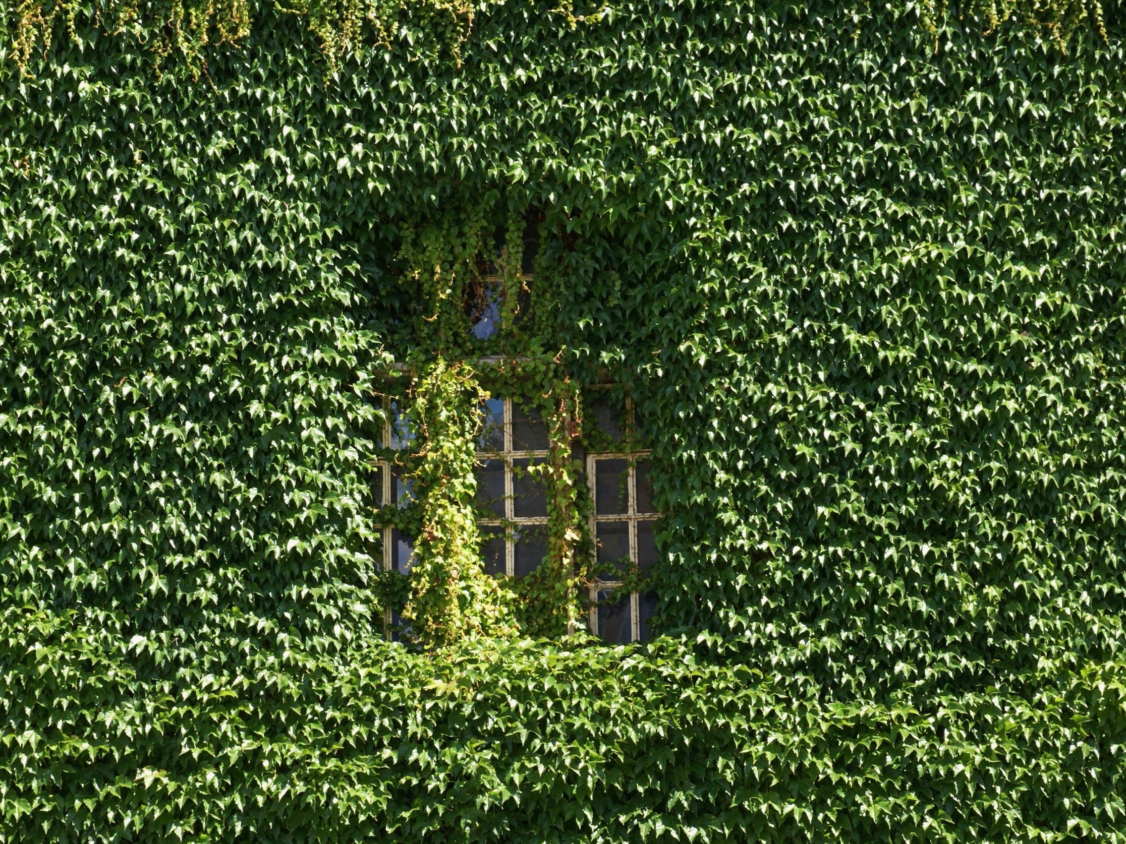 A building wall covered in ivy with a window peeking through the greenery.