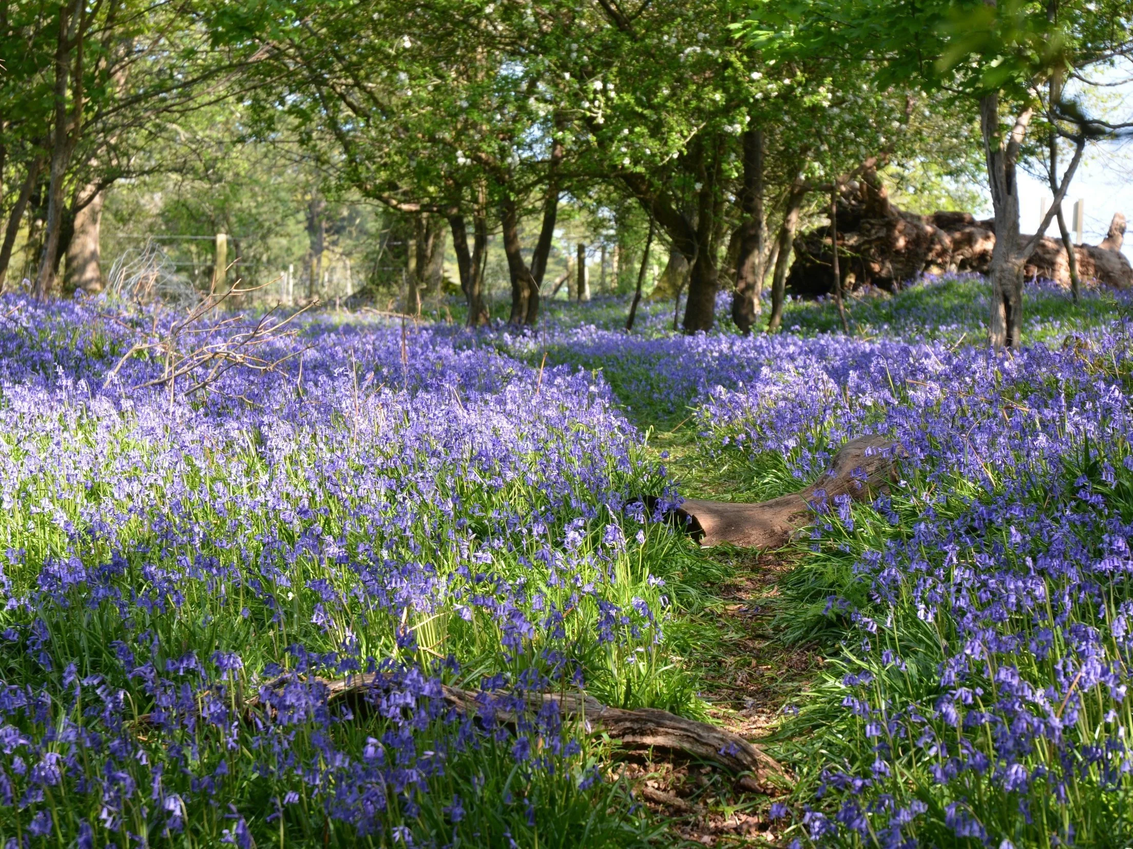 A woodland path winds through a sea of bluebells beneath the tender green canopy of spring trees.