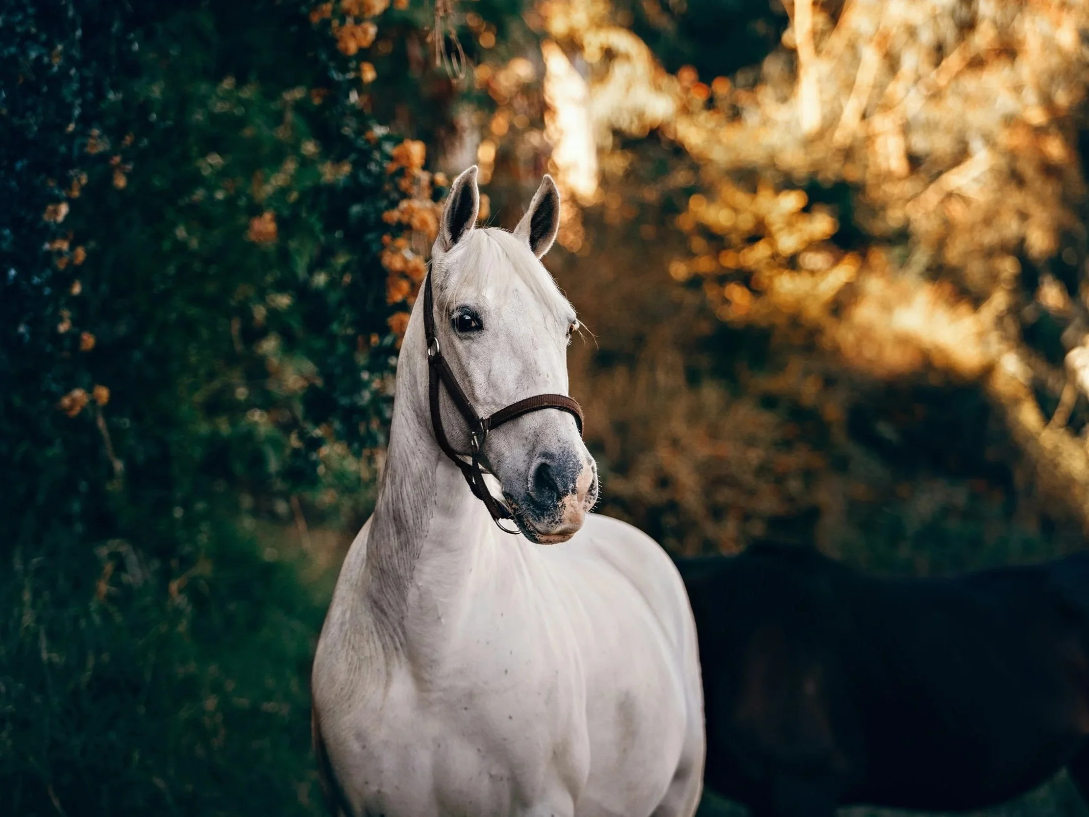 A portrait of a majestic white horse wearing a brown leather halter, standing in a sun-drenched field with golden autumn foliage and deep shadows in the background.