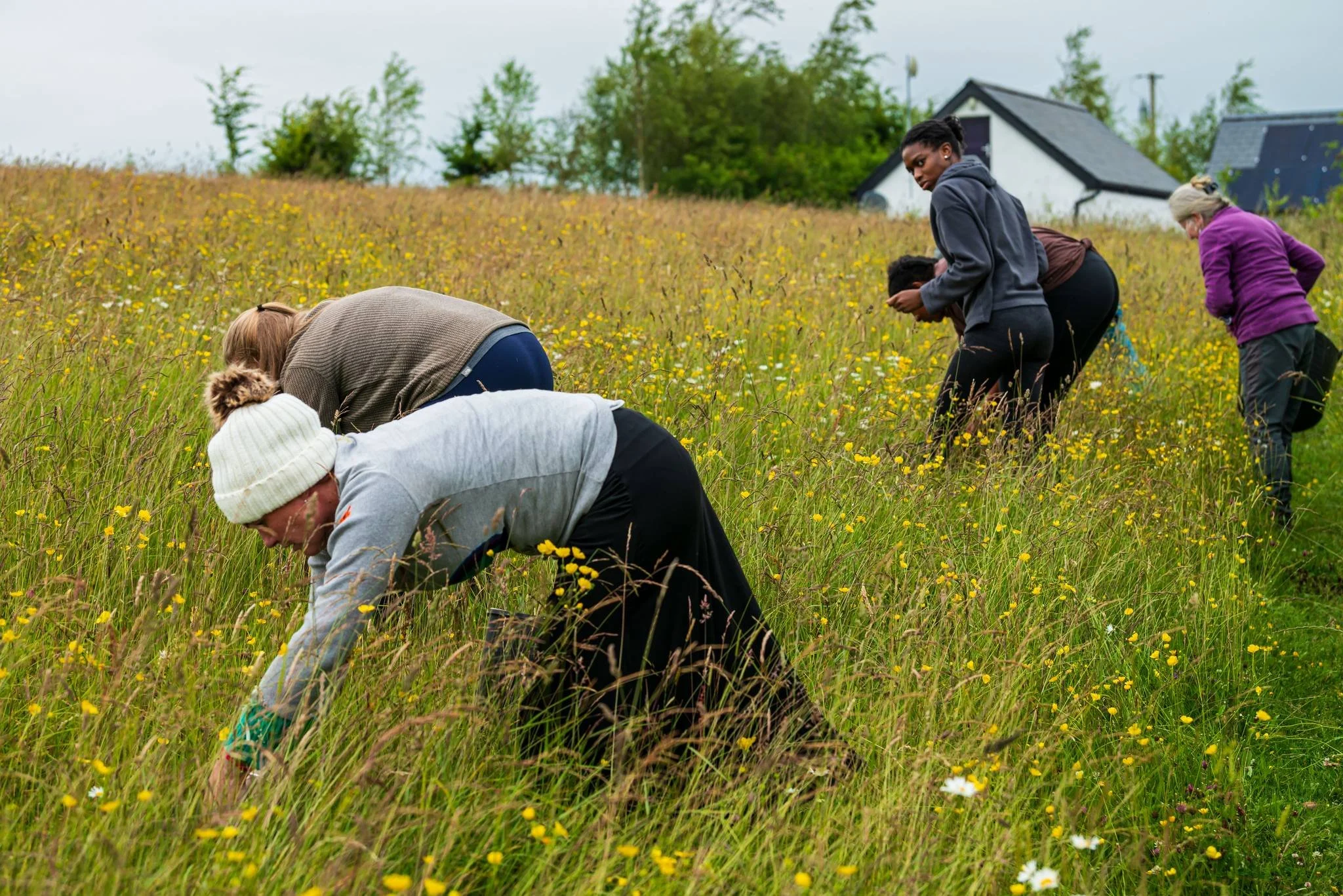 People foraging in a field of wildflowers.