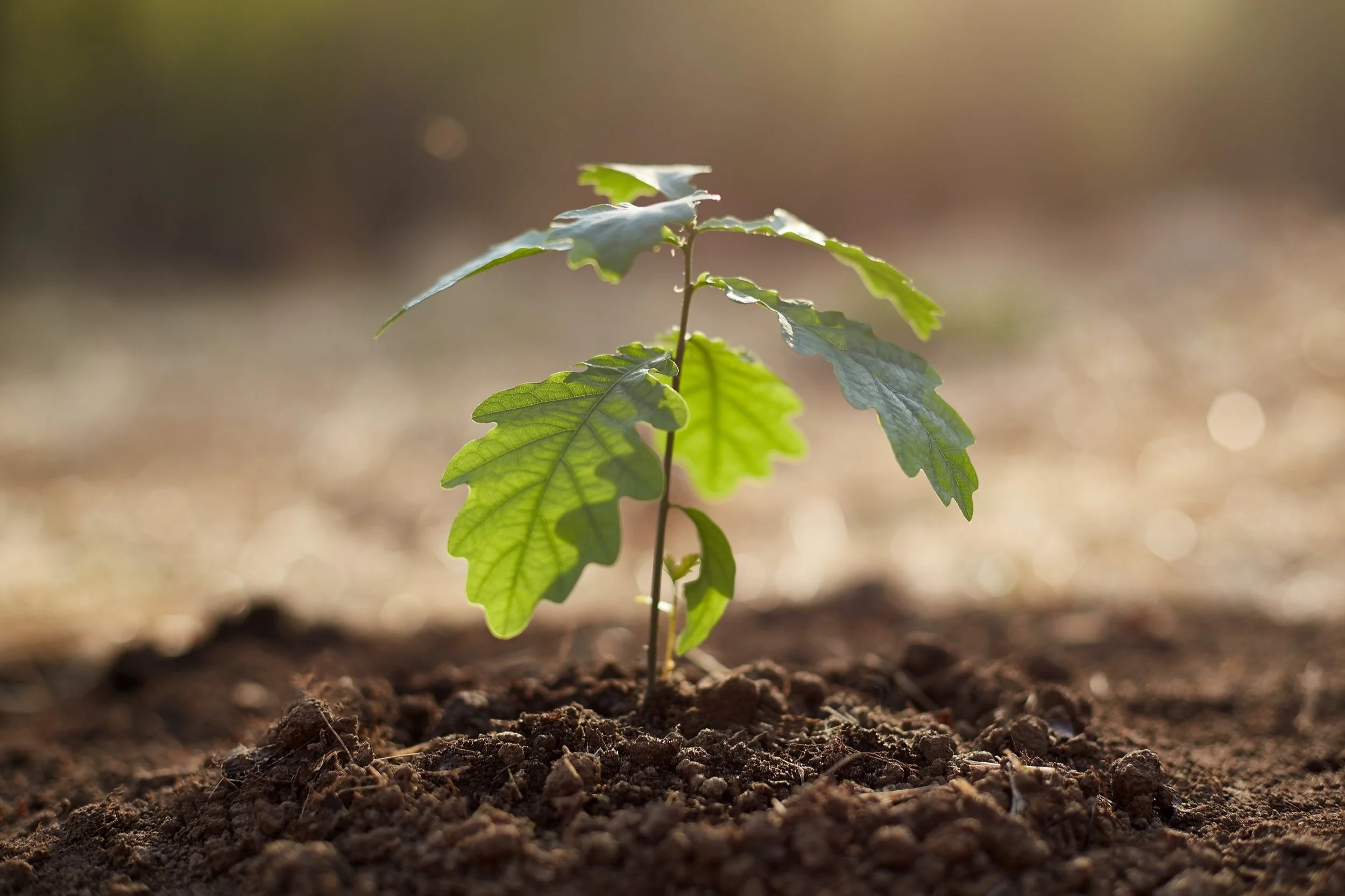 Young tree sapling planted in soil, symbolizing reforestation and climate action