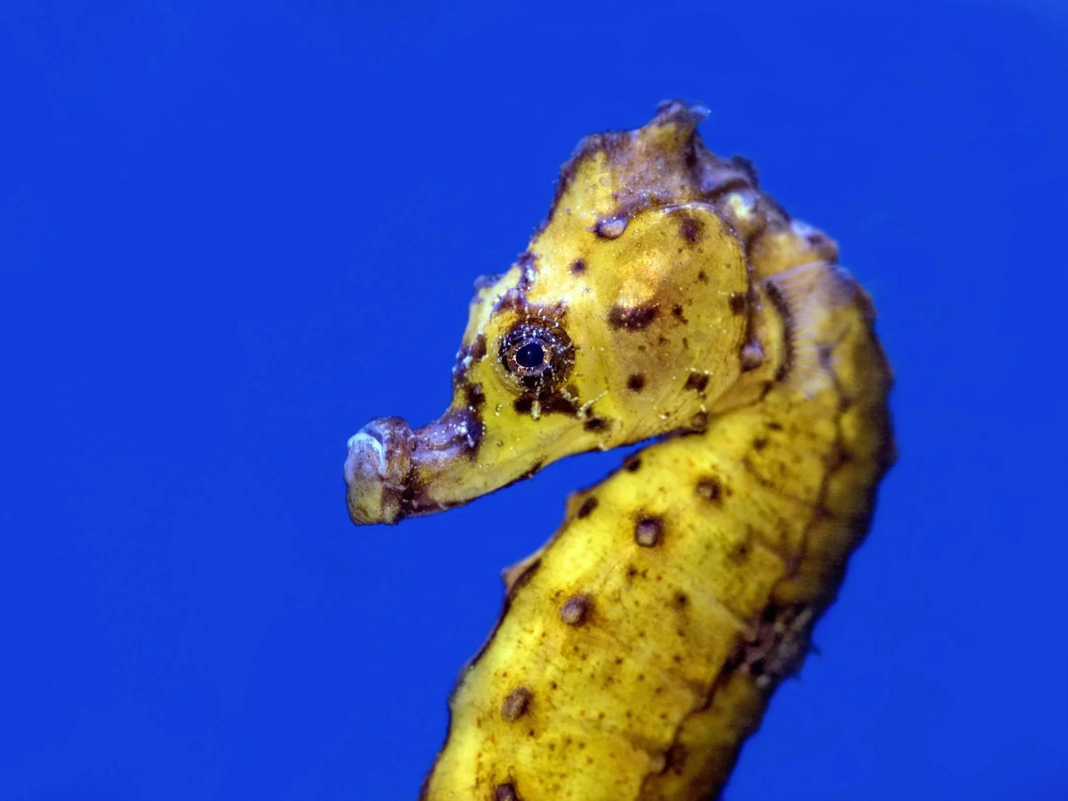 Close-up photograph of a yellow, spotted seahorse facing left against a deep blue background, showcasing its unique texture and delicate eye.