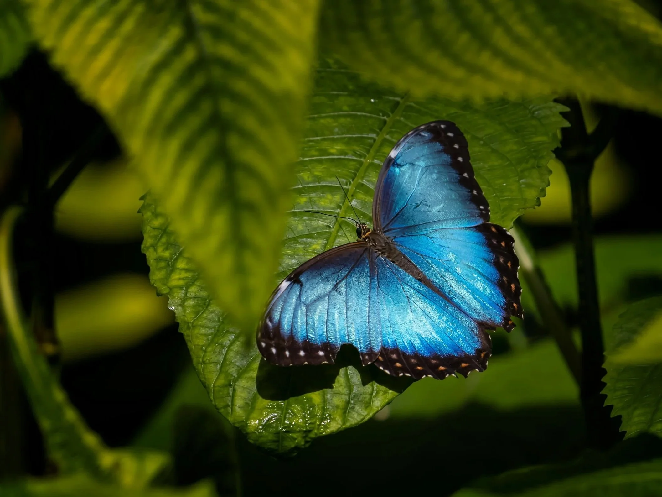 A brilliant iridescent blue Morpho butterfly with black-edged wings resting on a large green leaf. The butterfly is partially framed by other leaves in a dark, lush forest environment.