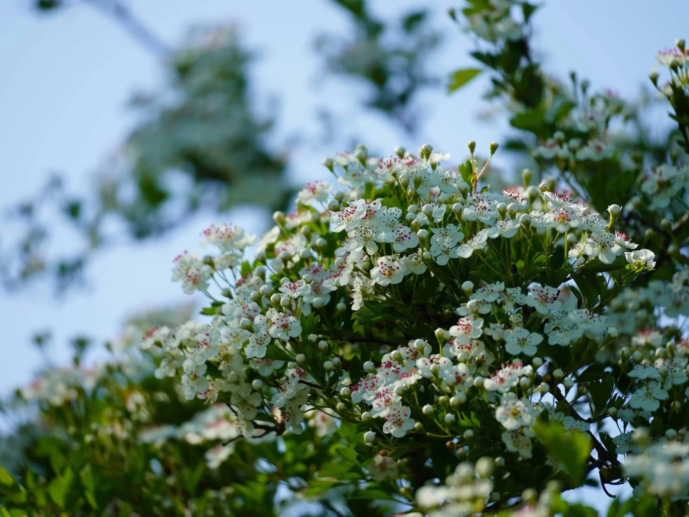Hawthorn tree in full May bloom with white flowers and pink anthers, a key pollinator plant and sacred fairy tree in Irish folklore.
