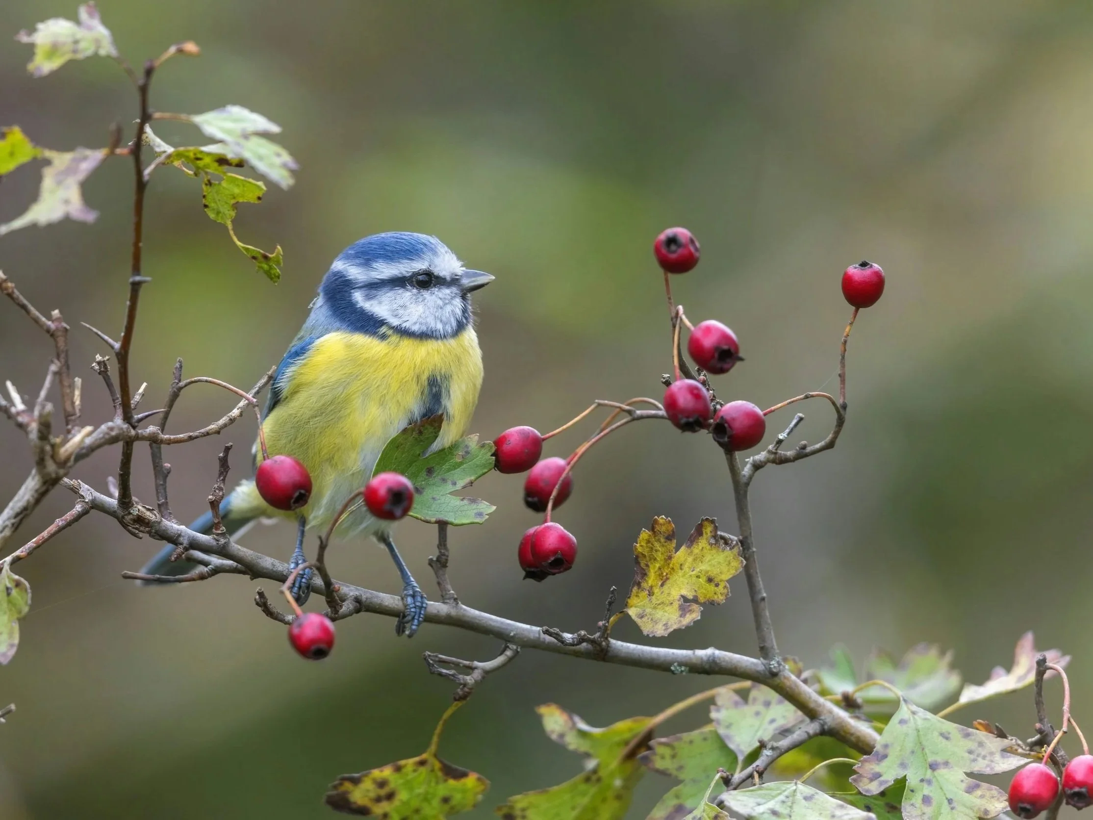 Blue tit perched on hawthorn branches with red haws in an Irish hedgerow.