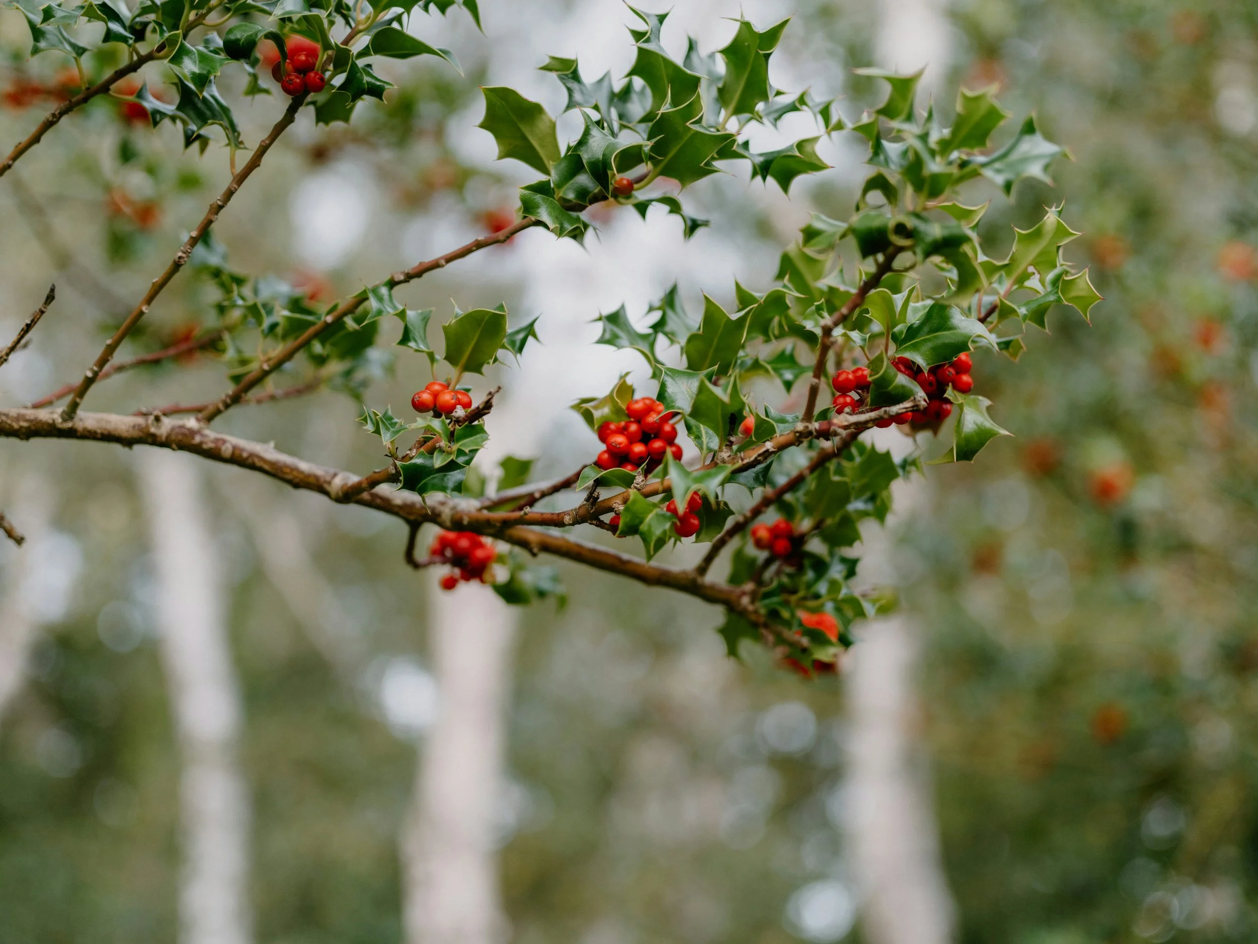 Srish Trees The beginner’s guide to irish native trees: identification, habitats ...