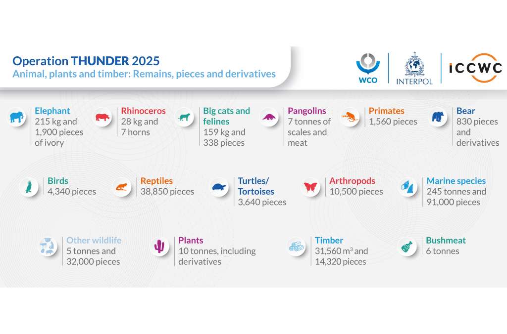 Infographic from Operation Thunder 2025 showing quantities of animals, plants, timber, and wildlife derivatives seized worldwide in illegal wildlife trafficking operations.