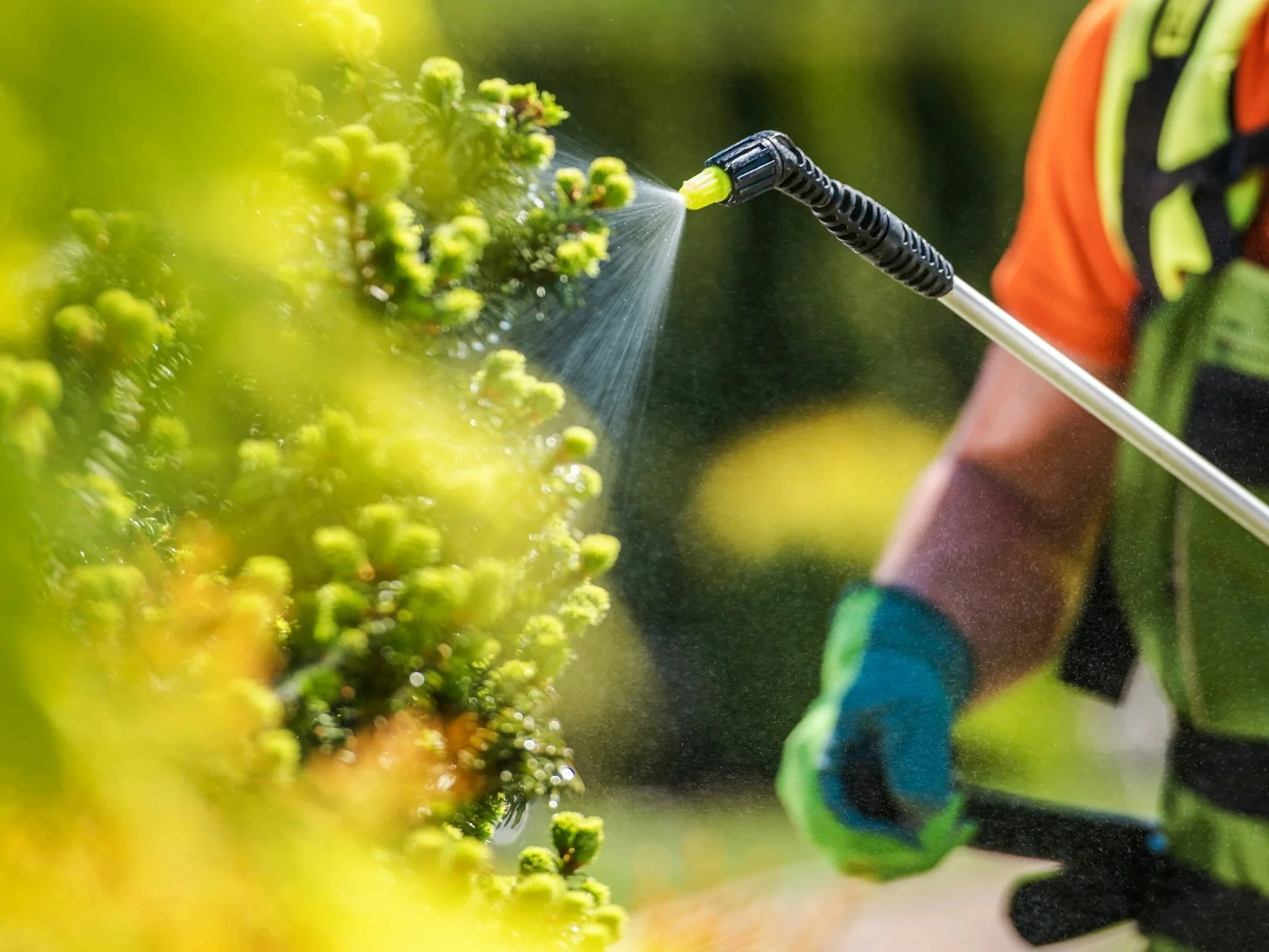 Pesticide spraying on a Christmas tree plantation, showing the chemical cost of producing uniform Christmas trees.