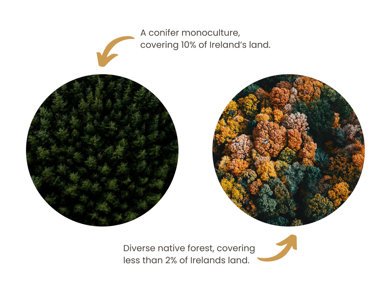 Reforesting Ireland Plant A Tree Ireland One Million Already Planted