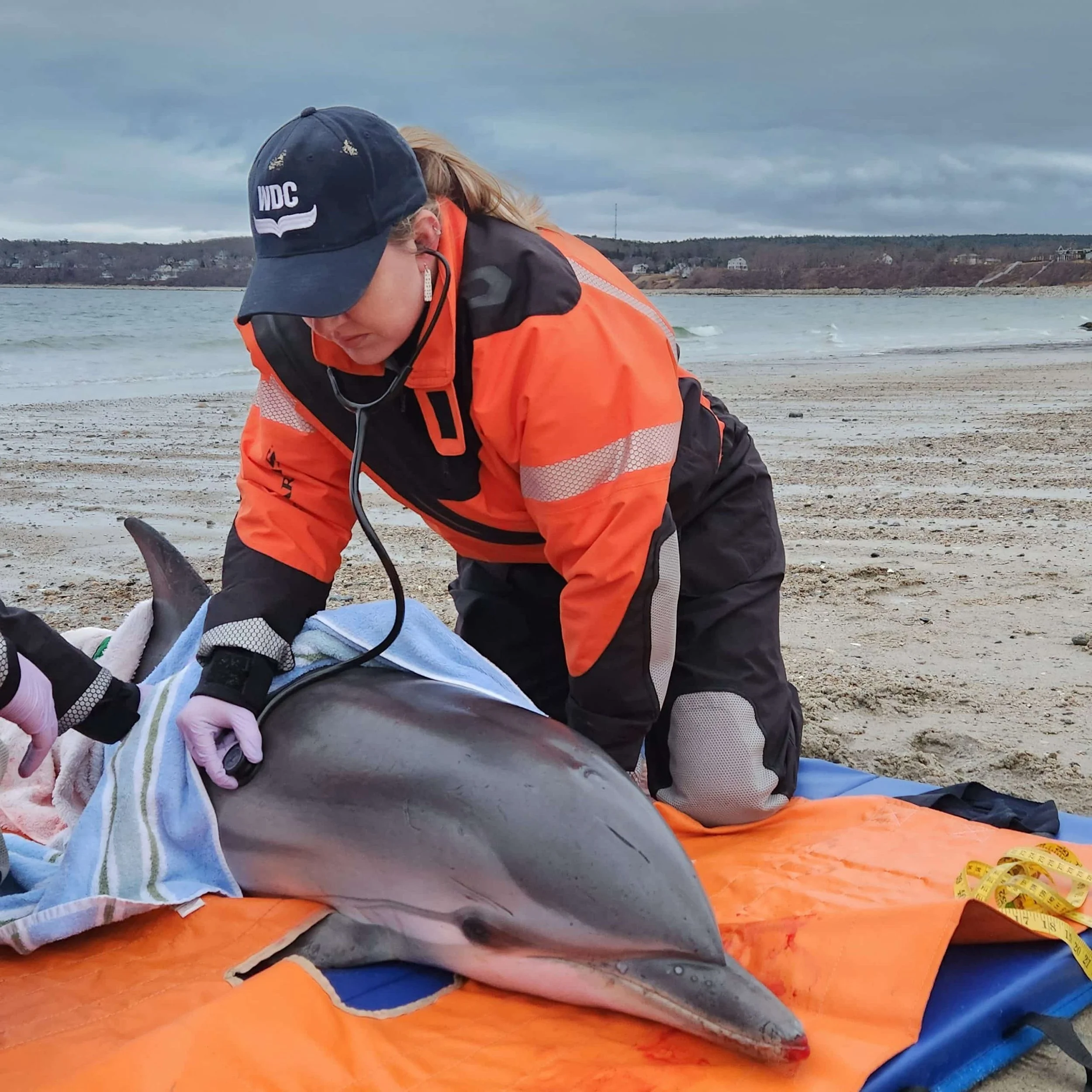 A person in protective clothing examining a dolphin on a beach using a stethoscope.