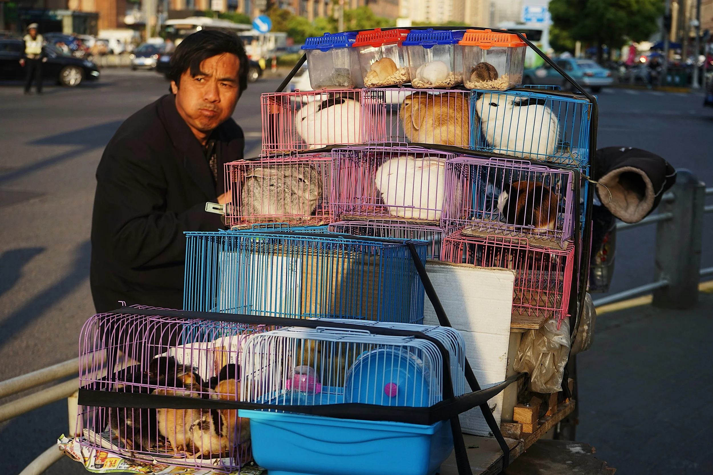Small mammals confined in stacked cages being transported through a city, illustrating illegal wildlife trafficking from capture to consumer markets.