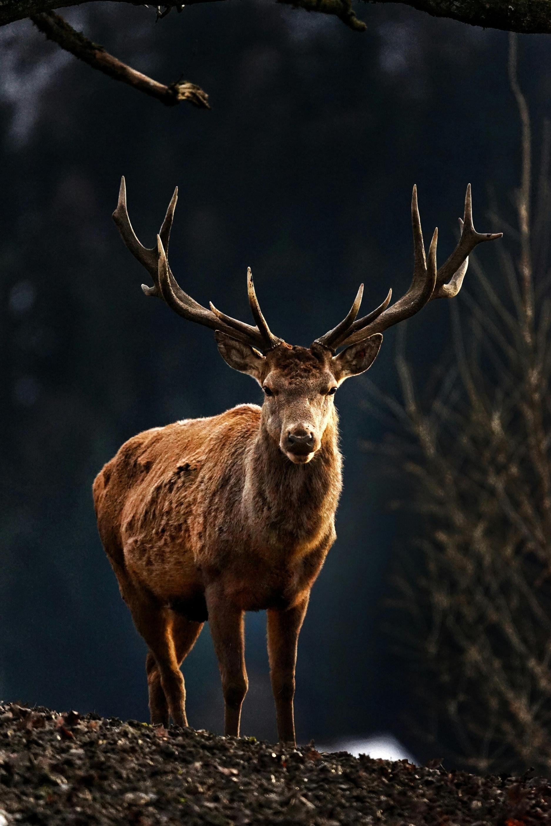 red-deer.jpg