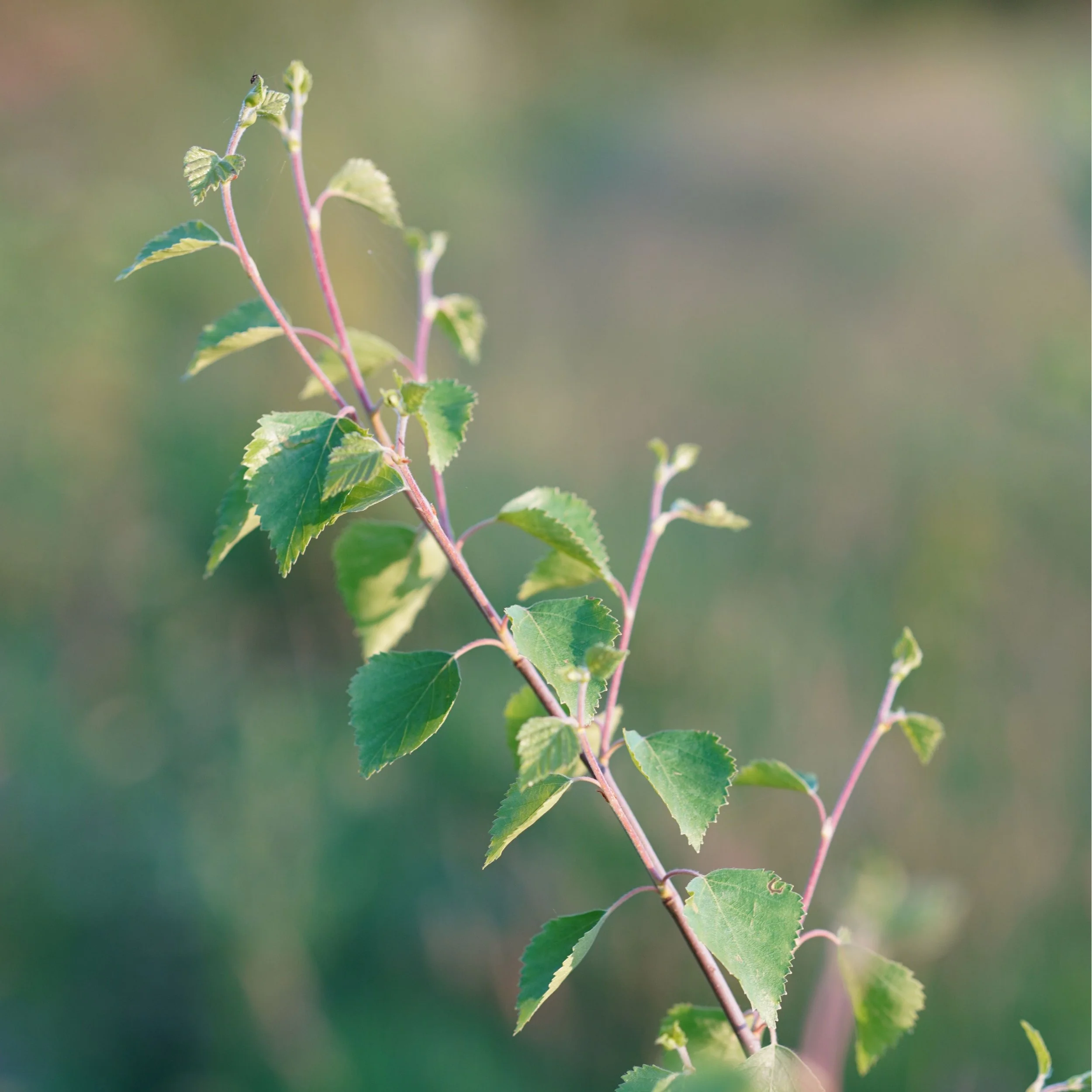 Our Approach to Forest Restoration | Reforest Nation