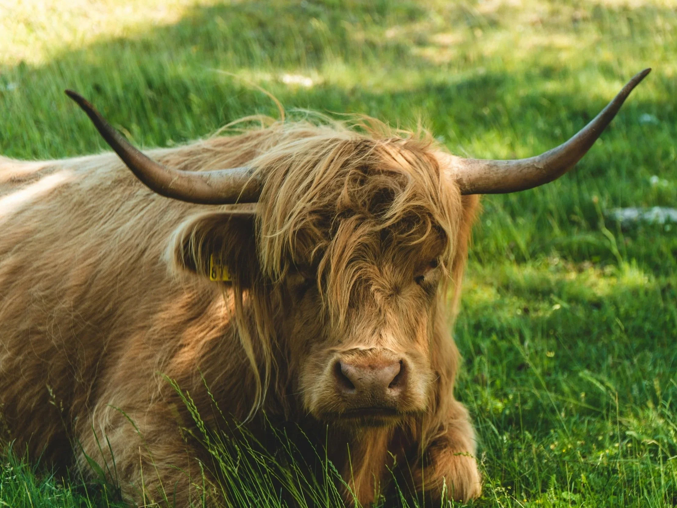 Close-up photograph of a steadfast Highland bull with its large horns and long, shaggy coat, resting peacefully in a lush, sunny green pasture. Its yellow ear tag is visible.
