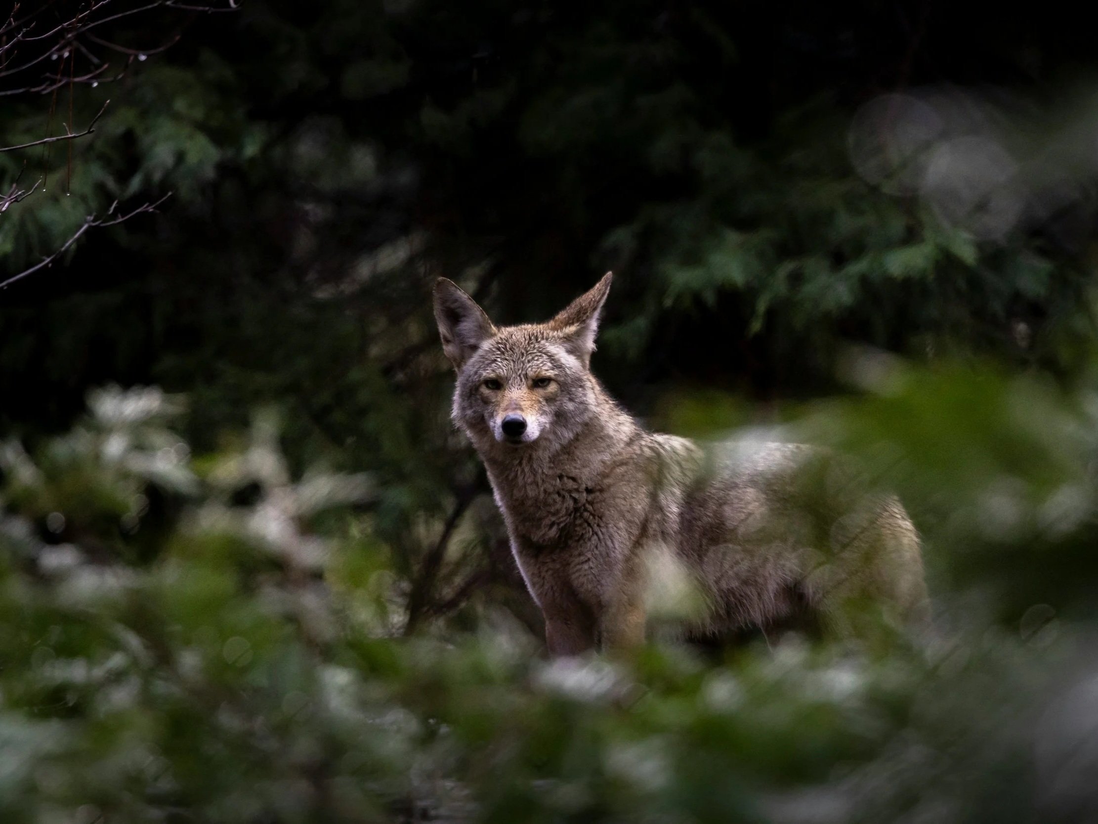 A wild wolf or coyote with a thick grey and tan coat standing in a dark, moody forest. The animal is looking directly at the camera, partially obscured by out-of-focus green leaves in the foreground.