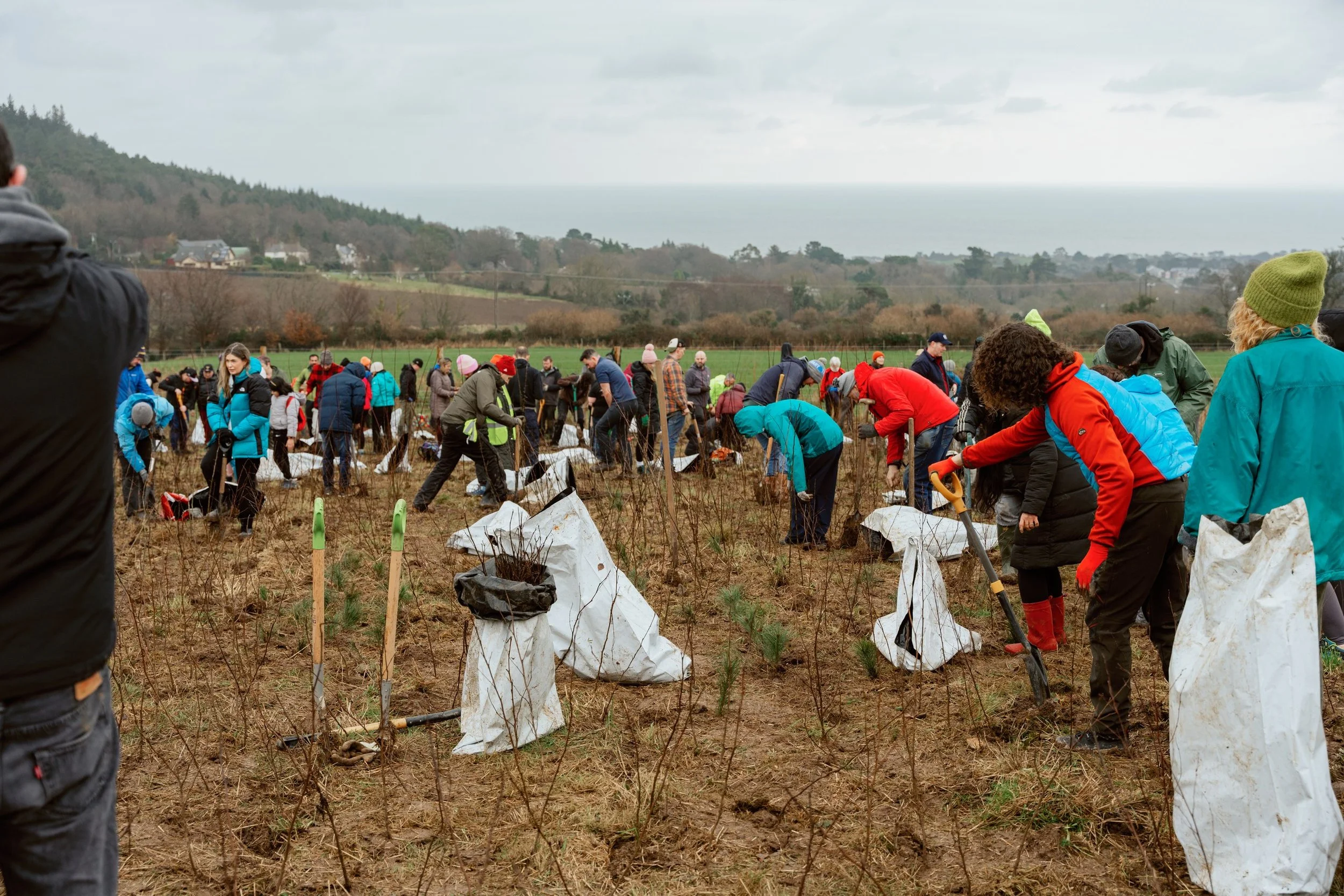 Ulster Tree Planting Day 3