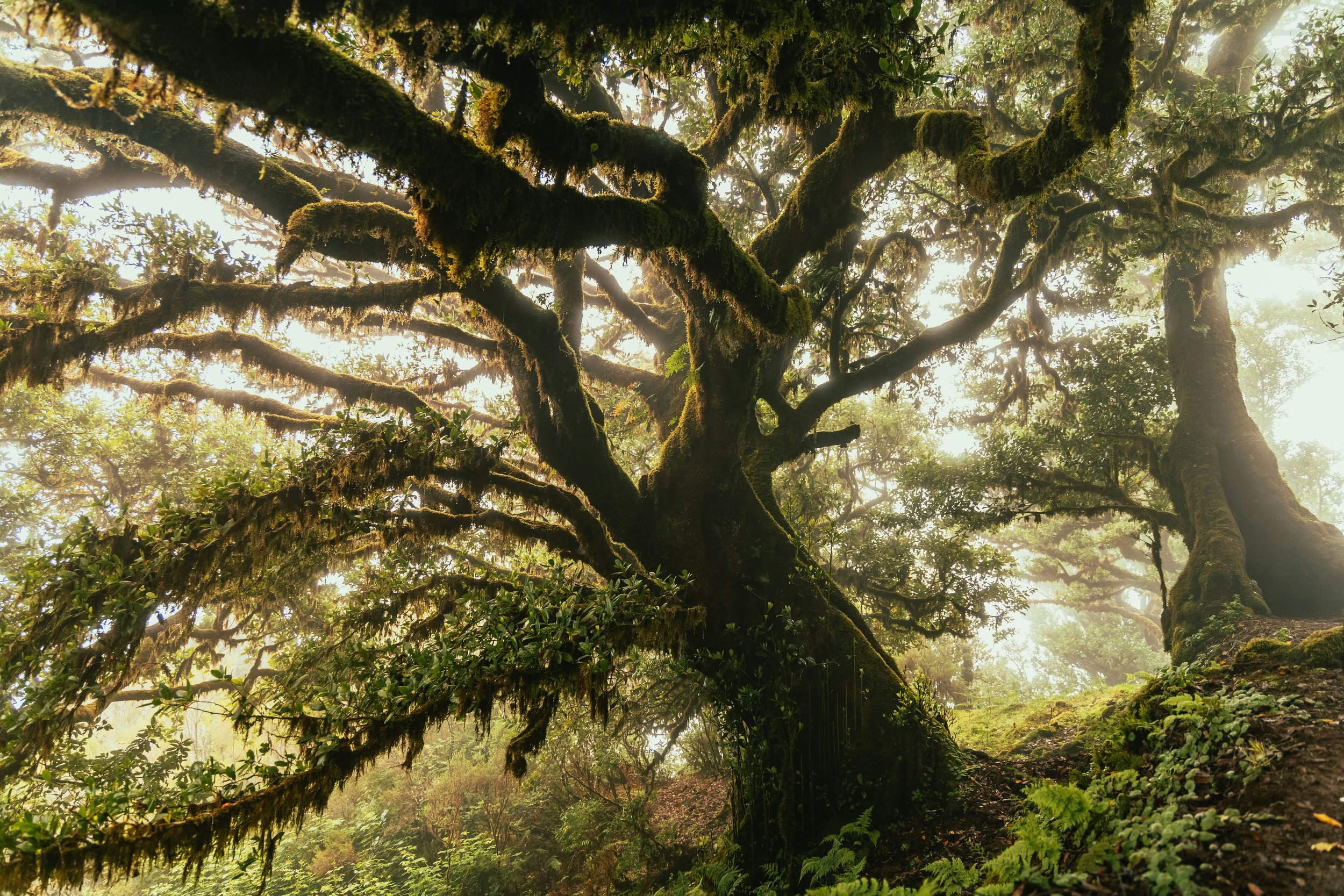 A massive, moss-covered tree with sprawling, twisting branches in a misty woodland, bathed in golden morning light.