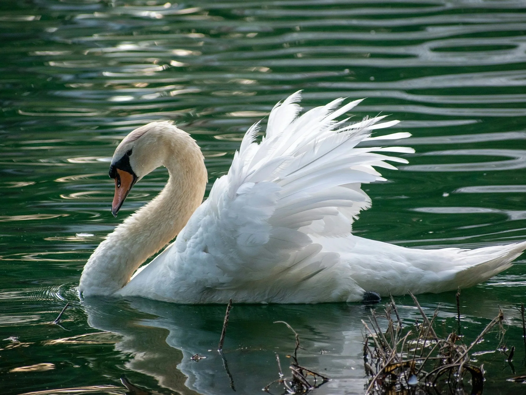 A graceful white swan swimming on dark green, rippling water. The swan has its wings slightly raised and feathers ruffled, creating a beautiful, textured display of white plumage.