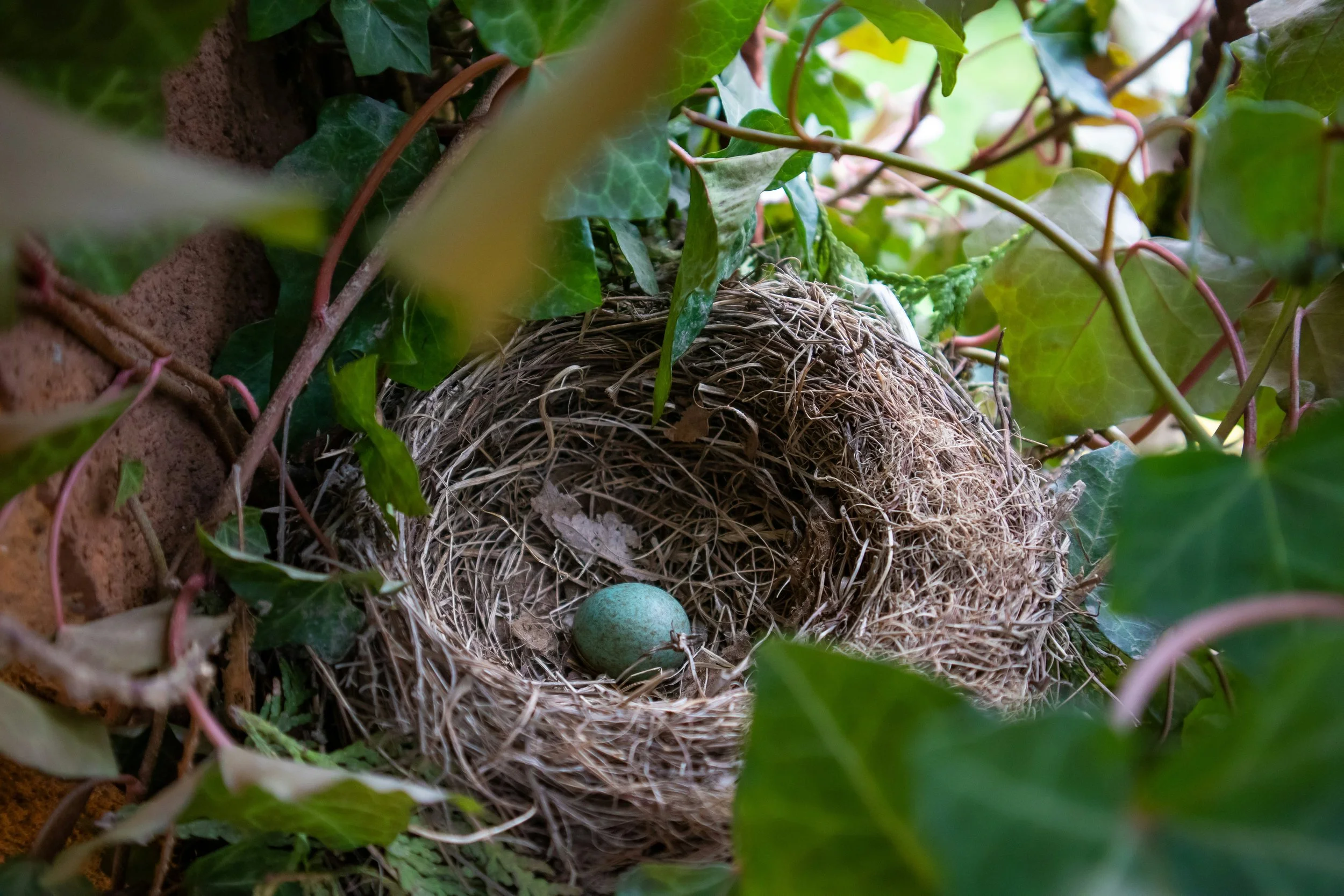Bird’s nest with a blue egg nestled among ivy vines.