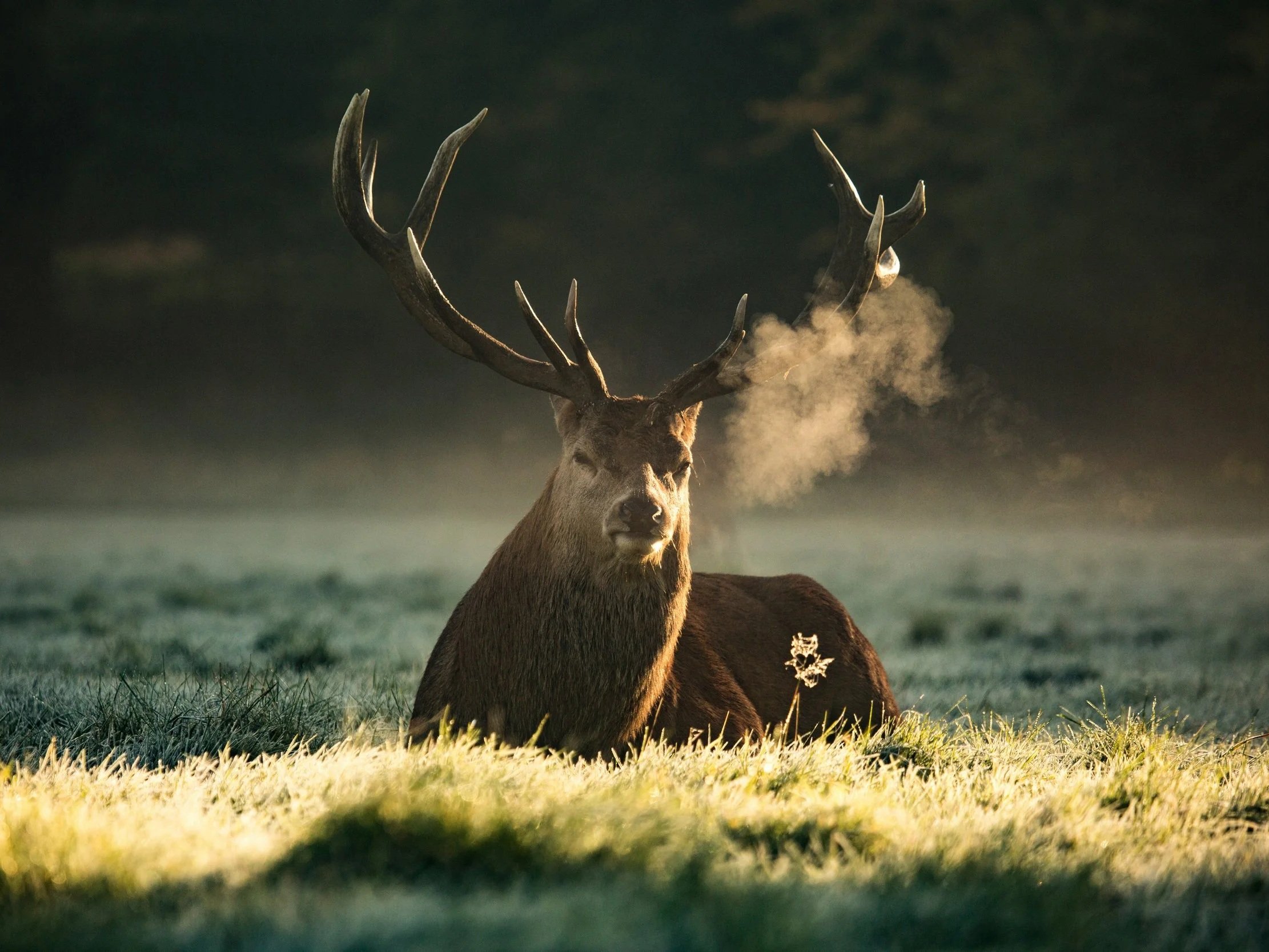 Majestic stag with large antlers in morning mist, representing the Stag Celtic zodiac animal and Irish spirit animal leader.