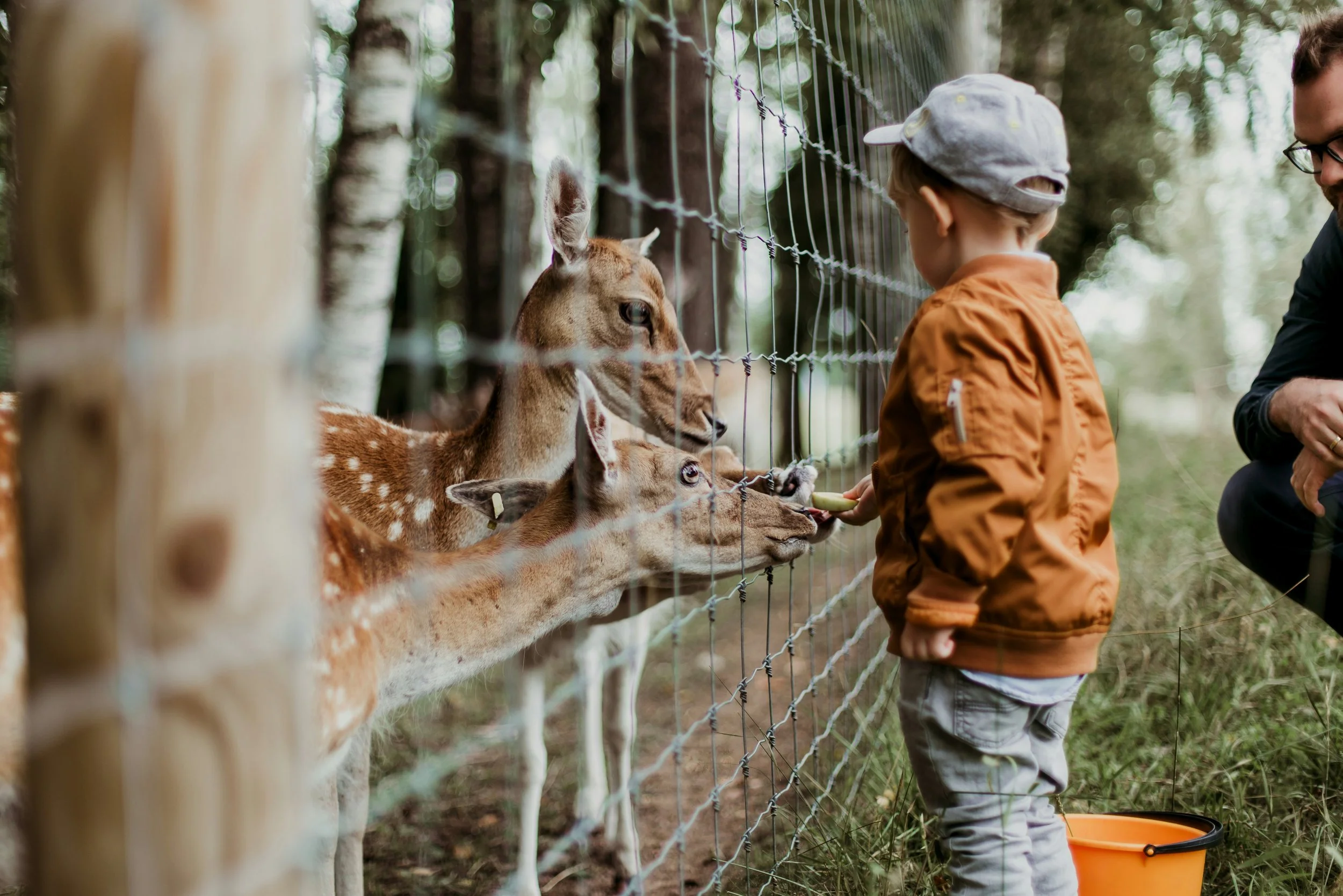 Child feeding deer through fence in zoo enclosure, illustrating human-animal interaction and captivity in modern zoos.
