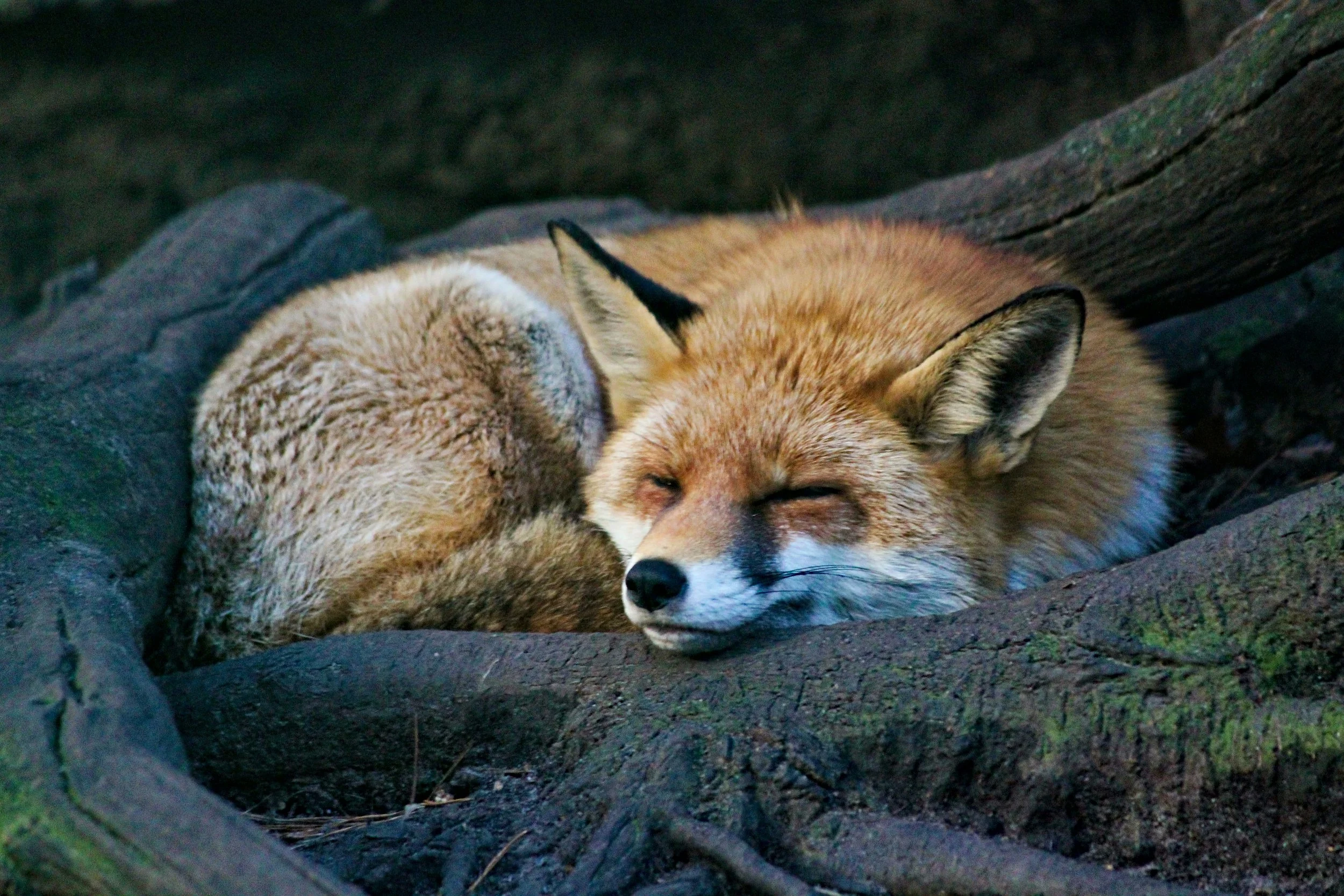 Red fox curled up sleeping in a forest, representing the Fox in Celtic zodiac animals and Irish spirit animal symbolism.