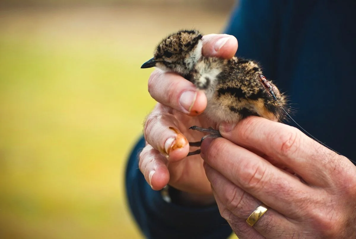 Person gently holding a small bird.
