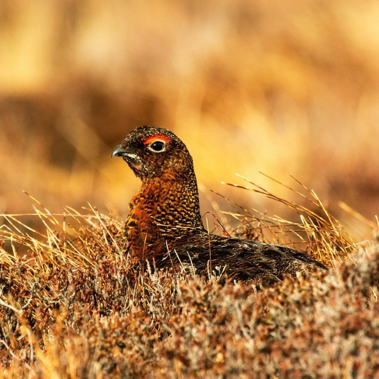 Red grouse in a field of dry grass and heather