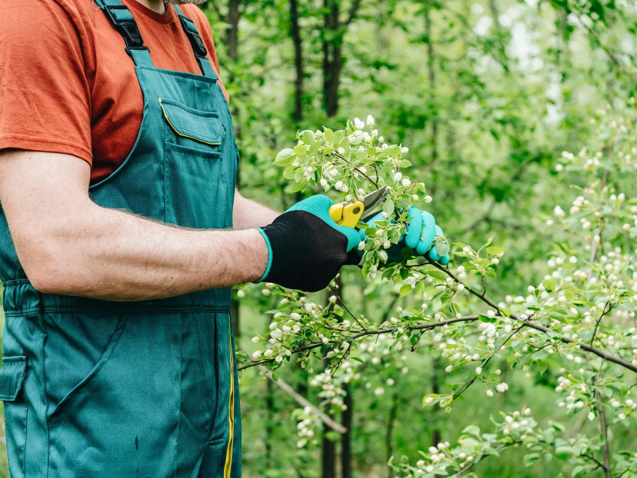 Gardener pruning a young tree branch with hand pruners in a garden as part of proper tree care and pruning for healthy growth.