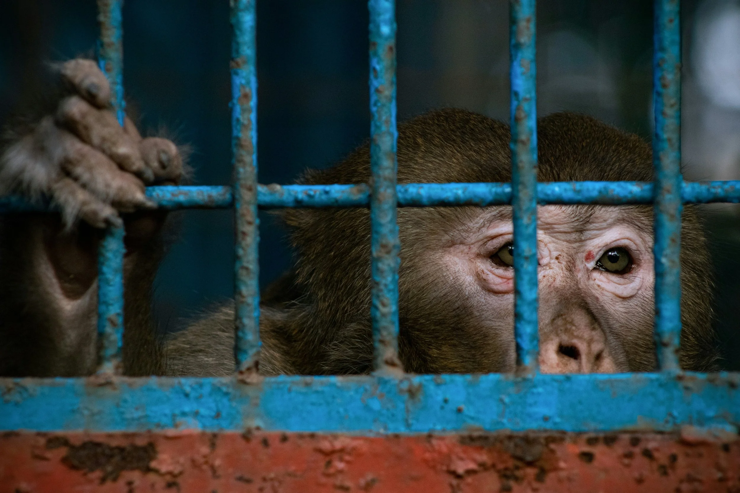 Captive macaque behind metal bars, illustrating the cruelty of illegal wildlife trafficking and animal exploitation.