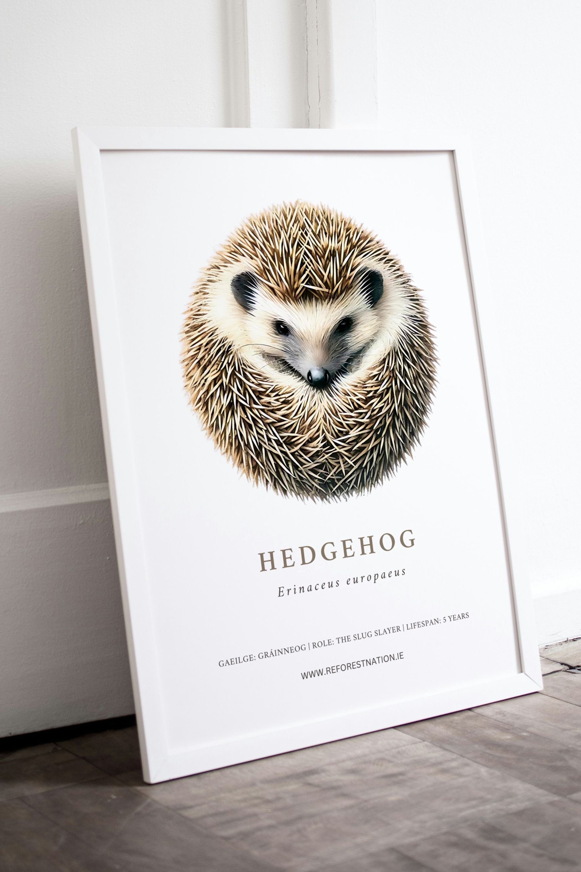 hedgehog-artwork.jpg