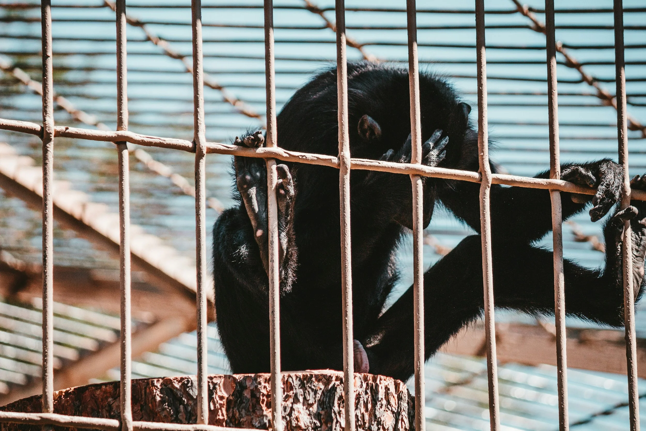 Captive chimpanzee sitting behind metal bars in a zoo enclosure, displaying signs of stress and psychological distress.