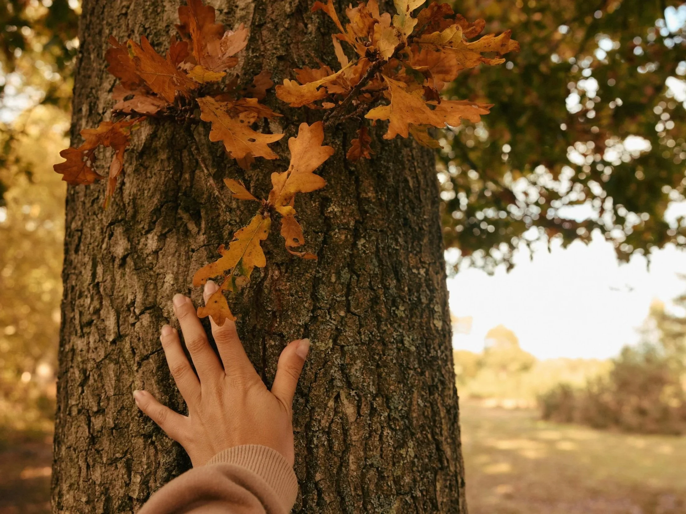 Hand touching deeply fissured bark of native Irish oak tree with lobed autumn leaves, showing how to identify oak in Ireland.