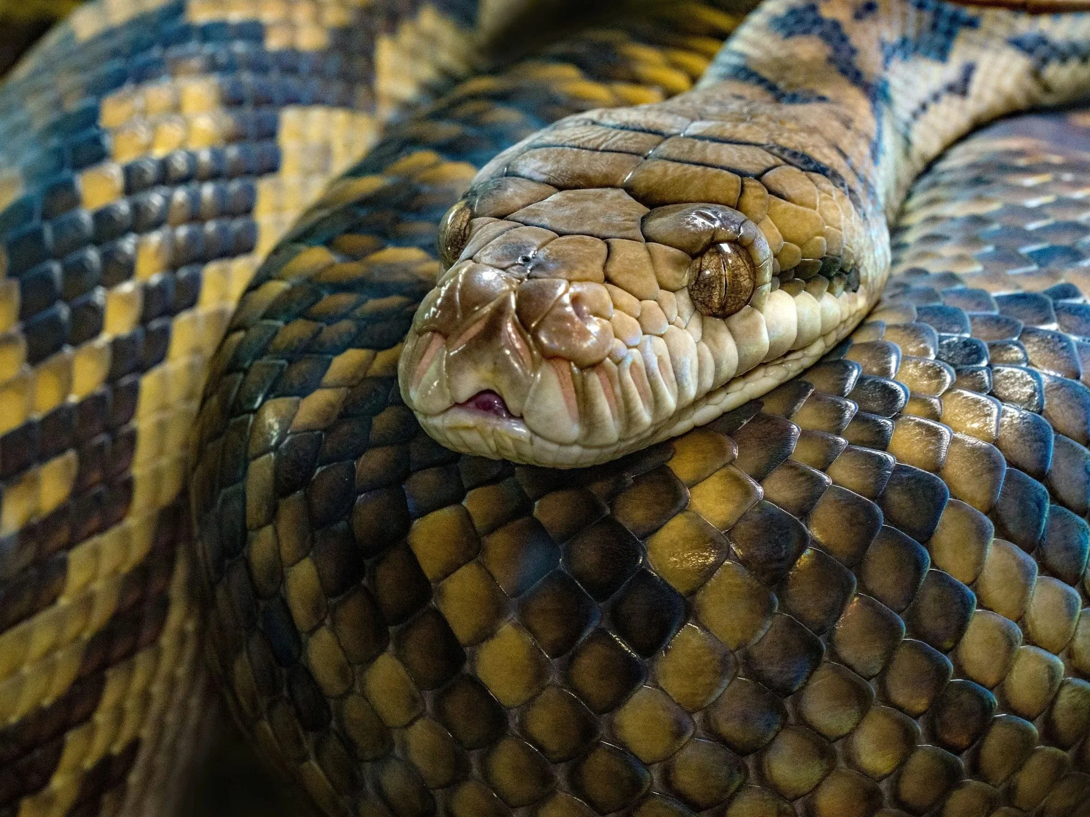 Close-up of coiled snake representing Celtic zodiac Snake spirit animal symbolizing healing transformation and renewal.
