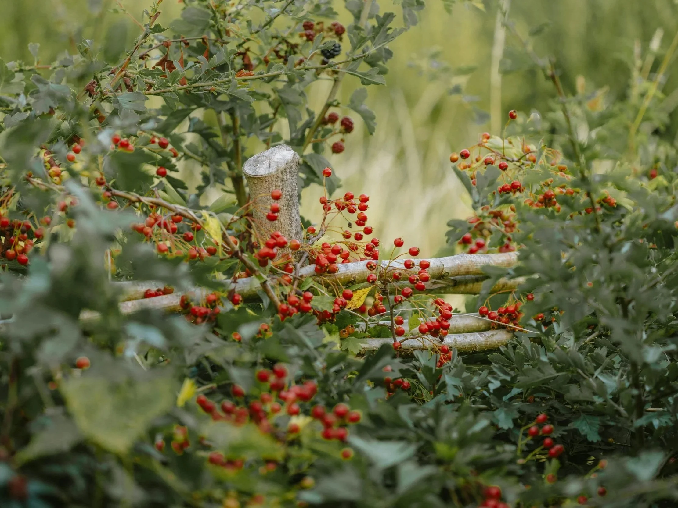 Cut hawthorn fairy tree with red haws, symbolising the danger of removing sacred trees in Irish folklore.